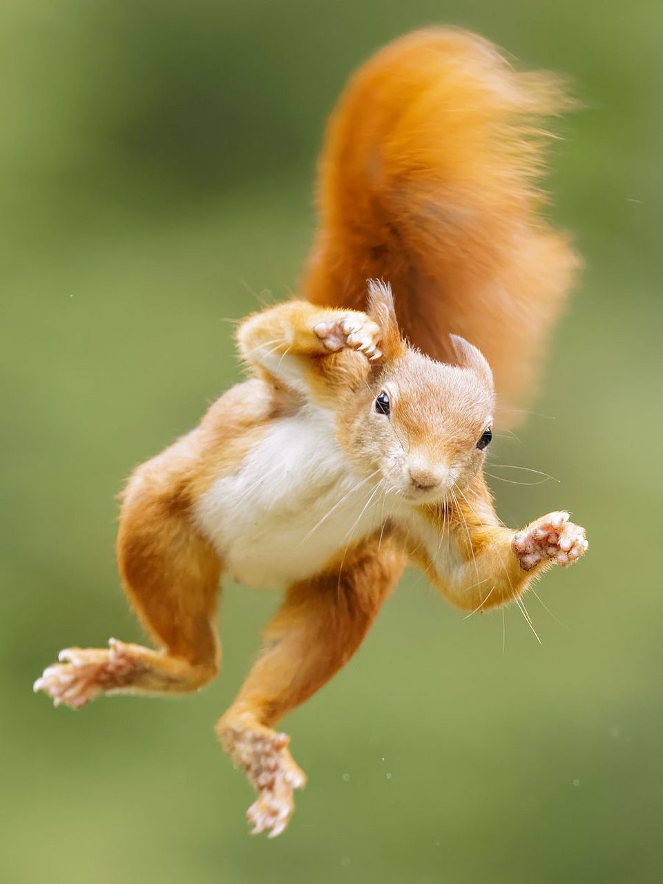 开心就要咔滋咔滋,对生活比个耶7099,积极拥抱生活～#动物趣图