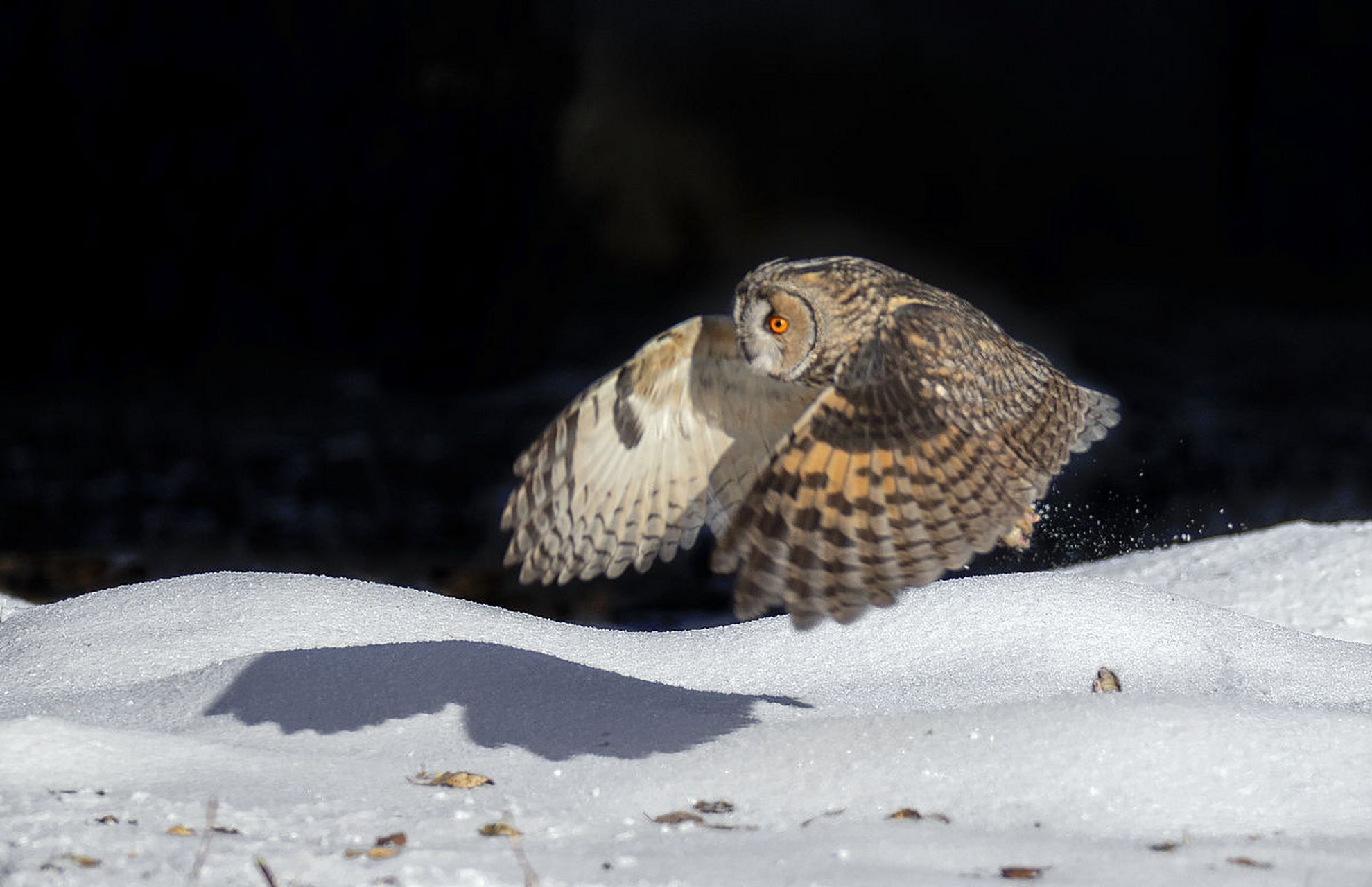 动物趣图# 猫头鹰雪地里觅食,视觉震撼