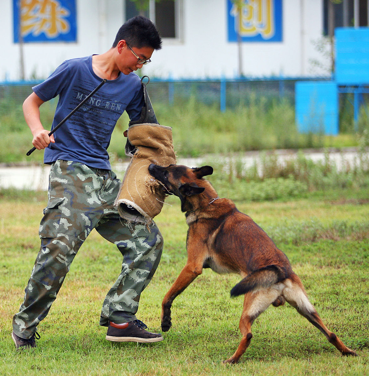 血淋淋的教训背后,暴露的是训练家犬警犬训练场