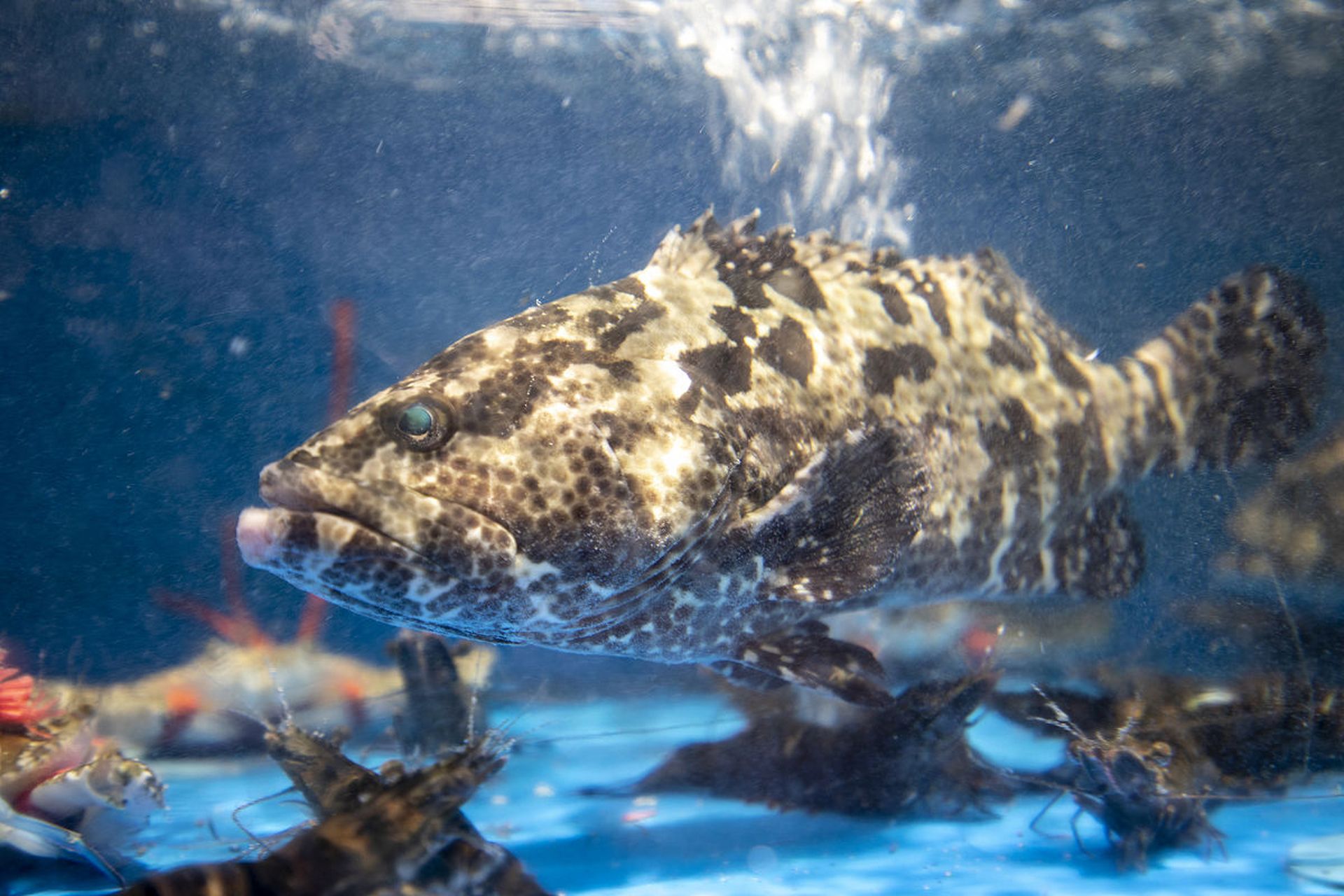 天然石斑鱼和养殖石斑鱼的味道差多少?