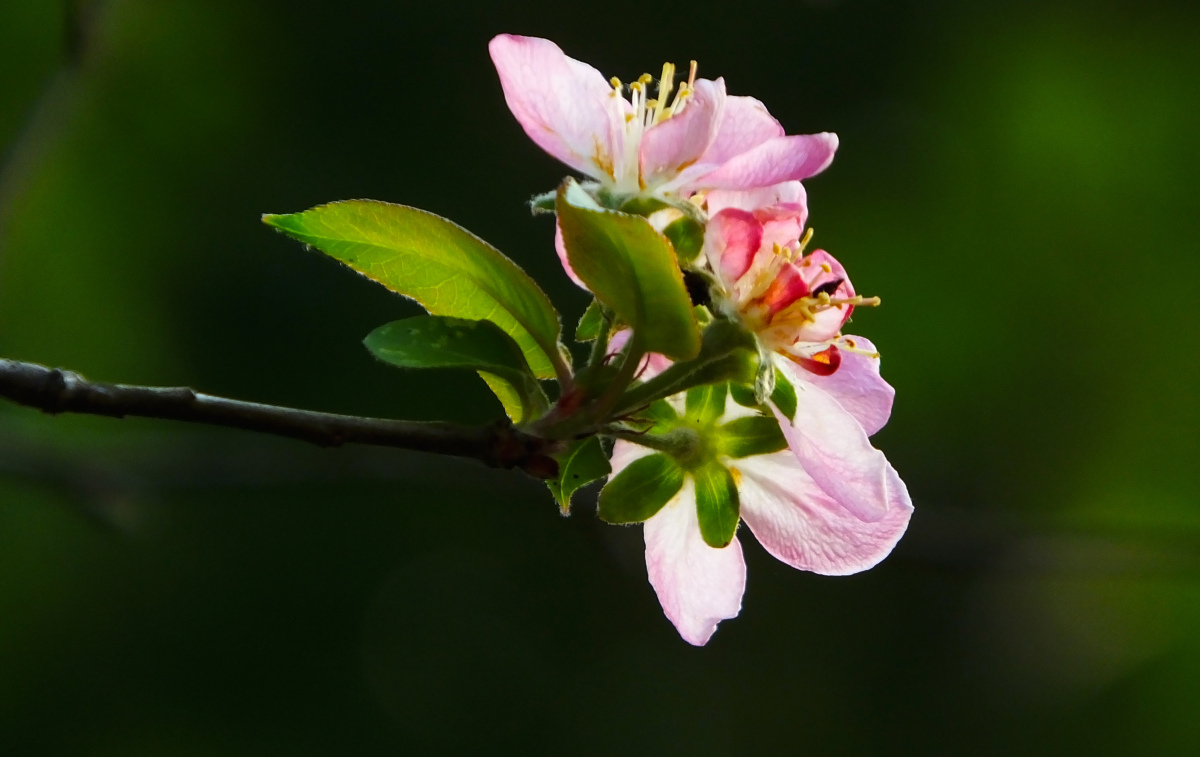 探寻海棠中的珍品:西府海棠  在繁花似锦的园林世界中,海棠以其独特的
