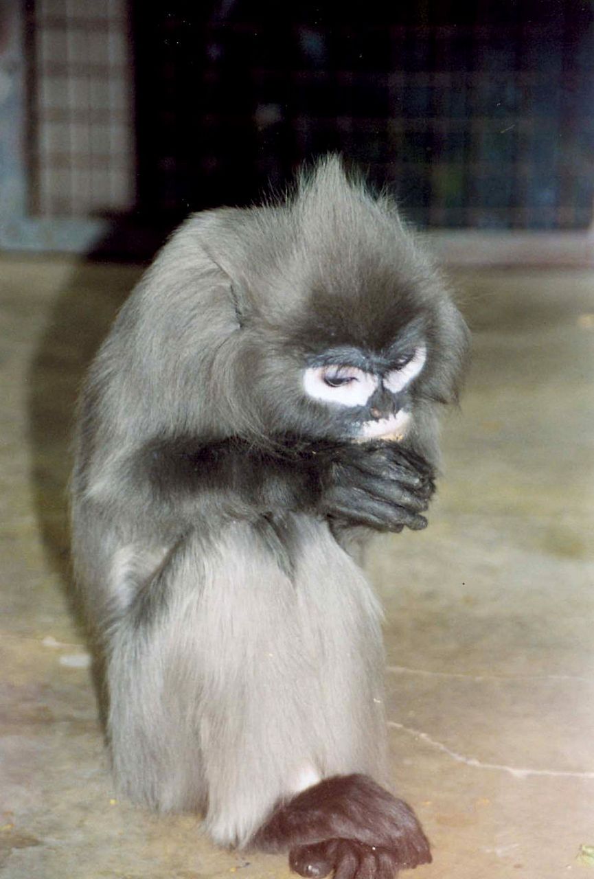 有许多不同种类的狐猴,其中最常见的是两种狐猴:指猴和绒毛猴