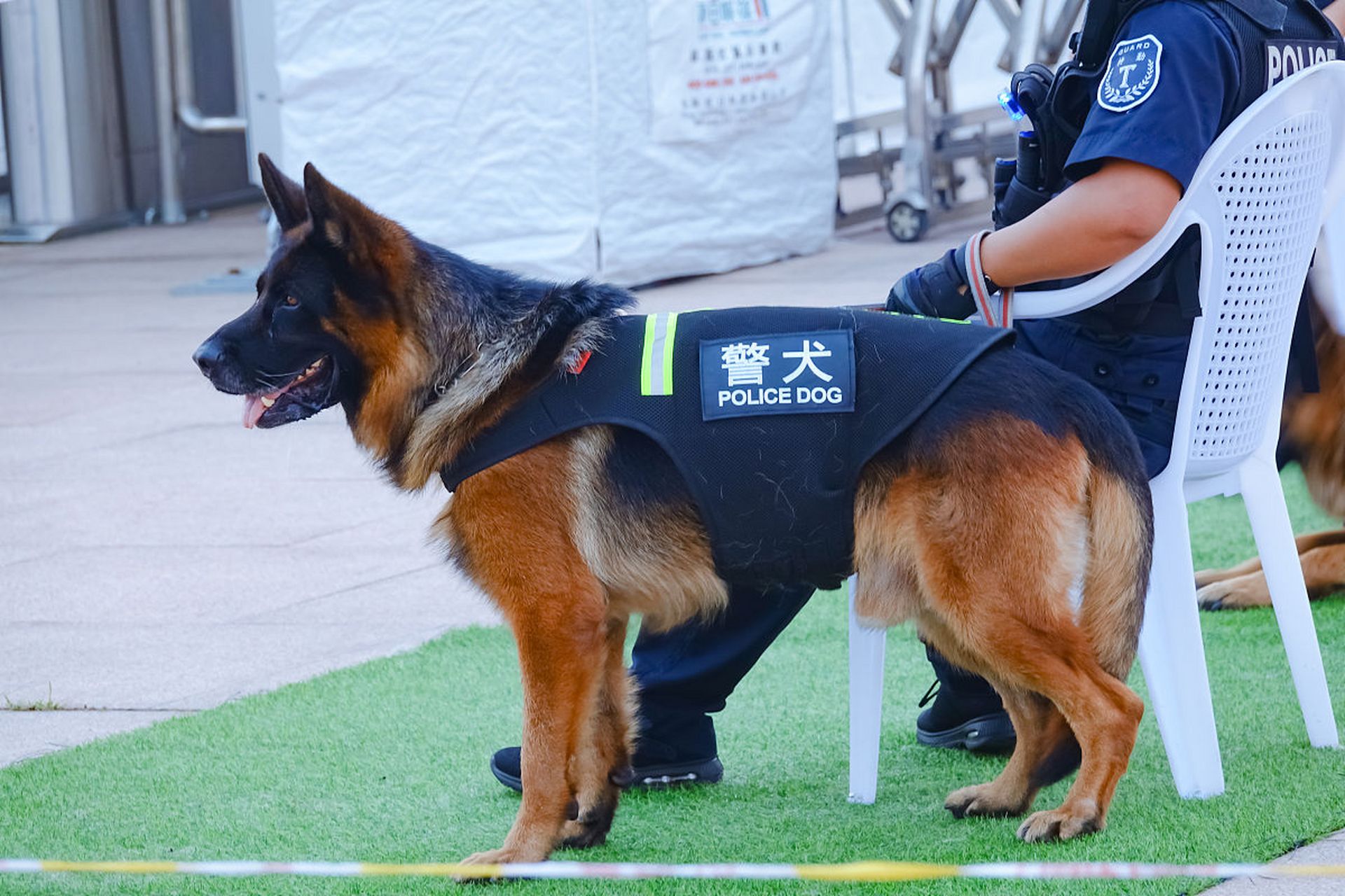 警犬壁纸图片