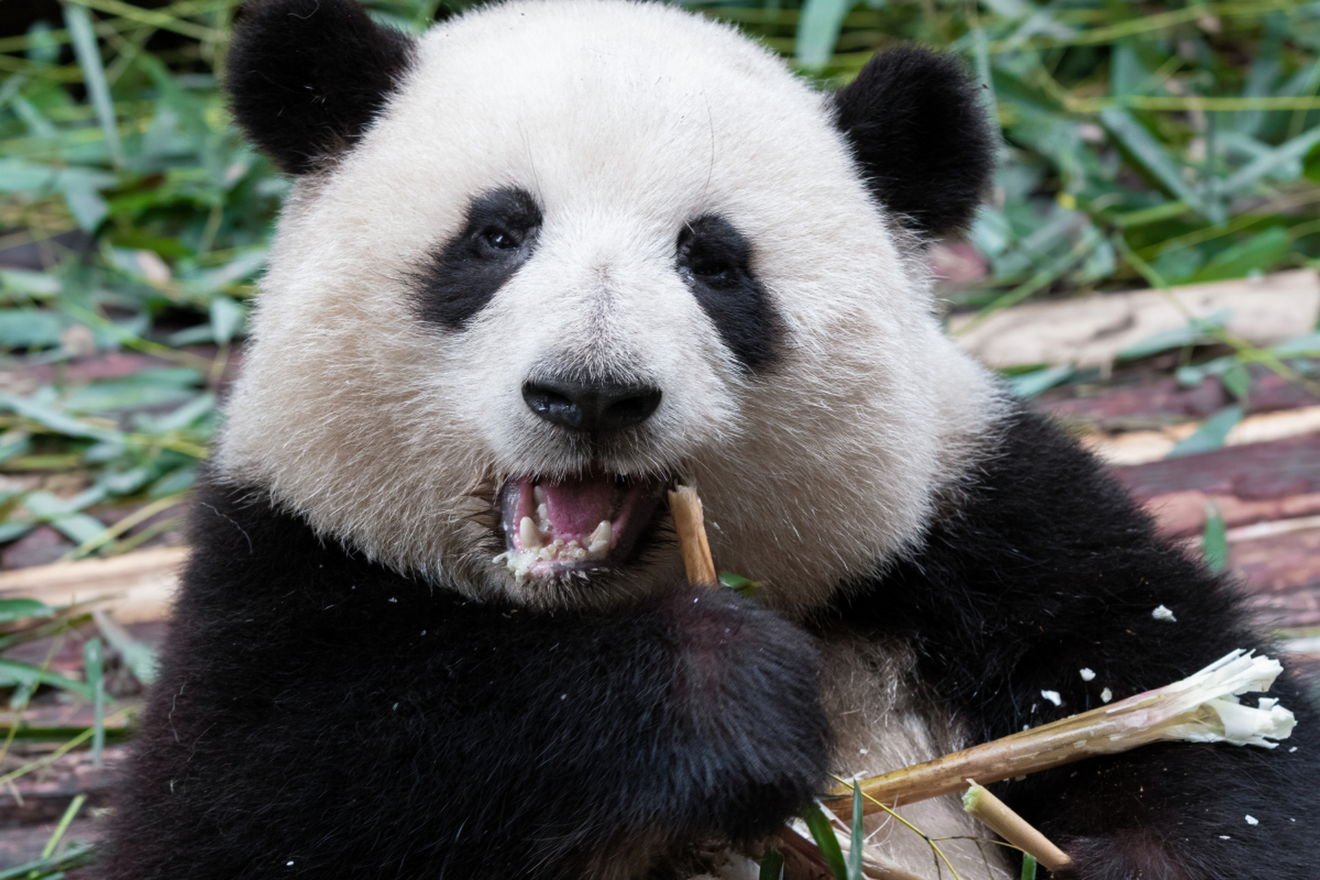 熊猫的外貌特征图片