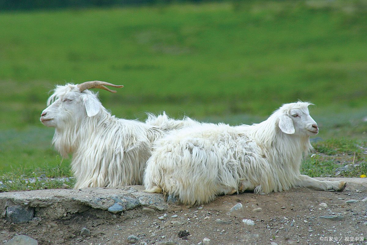 绵羊和山羊在木小屋下在Tatra山 库存照片. 图片 包括有 敌意, 公羊, 狗窝, 公园, 国家（地区） - 32198288