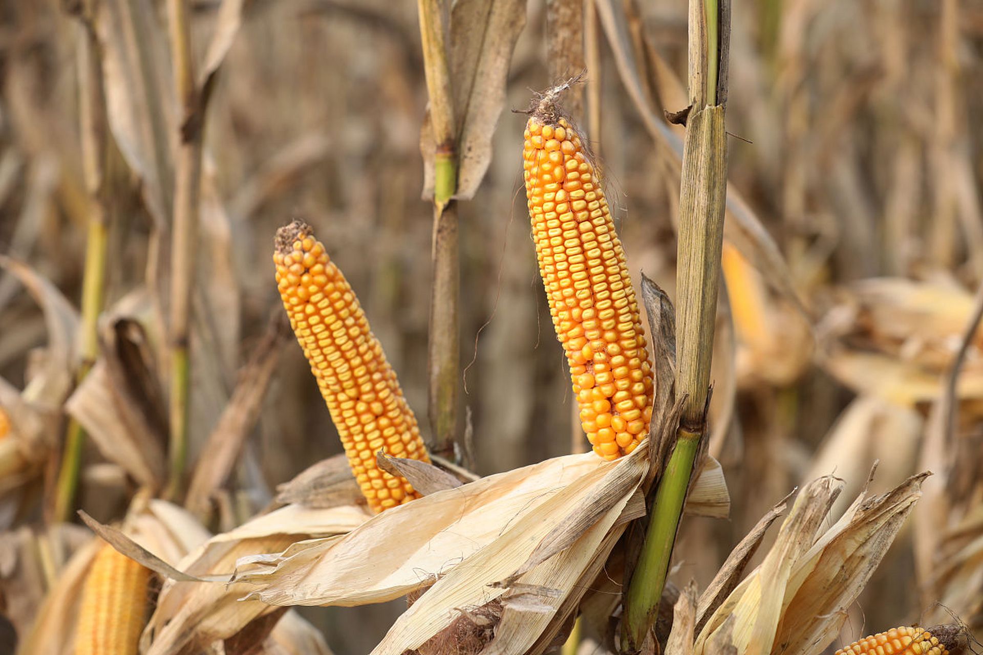 秋天到,玉米秧完成了使命, 金黄的玉米棒子,颗粒饱满, 沉甸甸地垂下