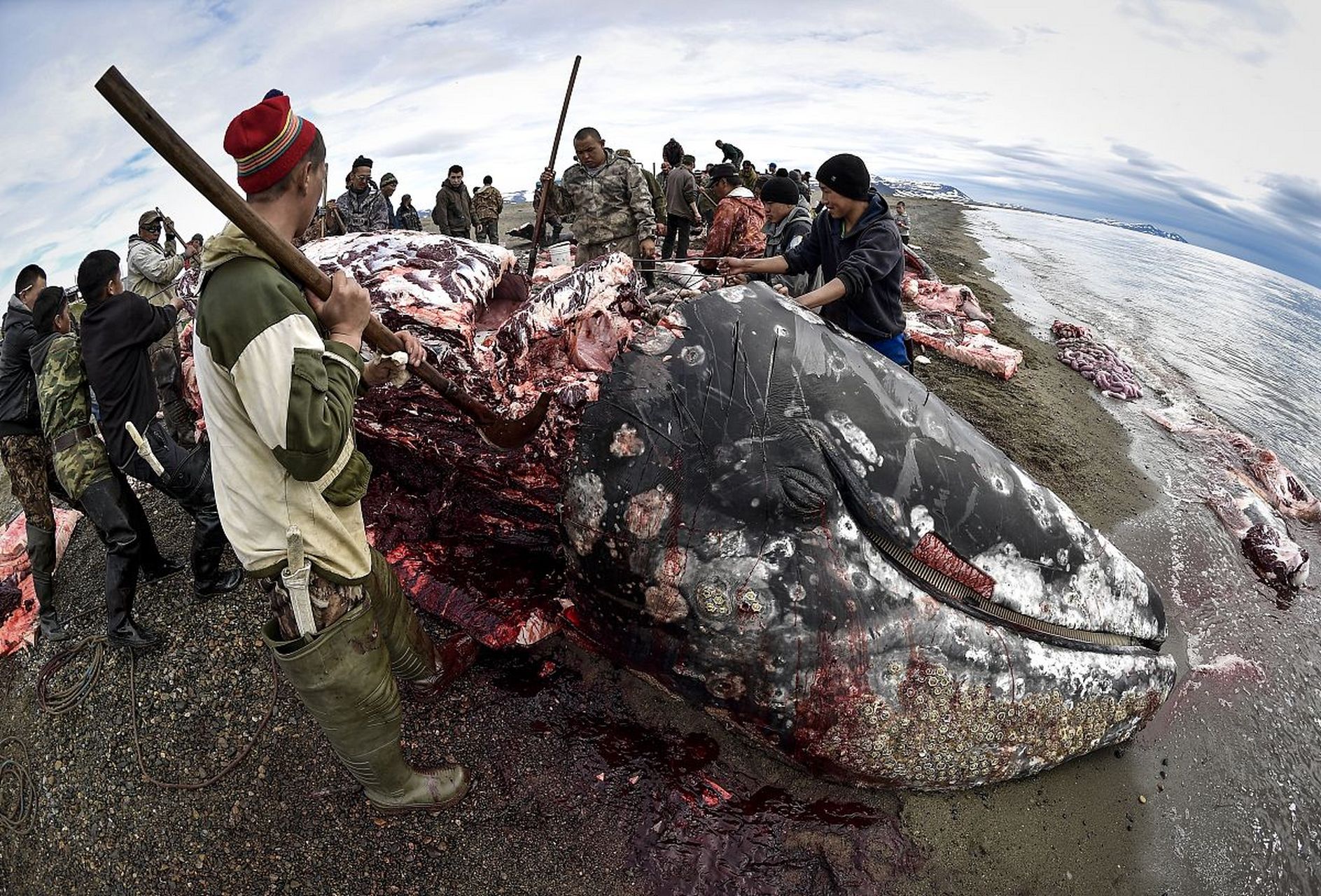 超度死去的动物-怎么为死去的小动物超度