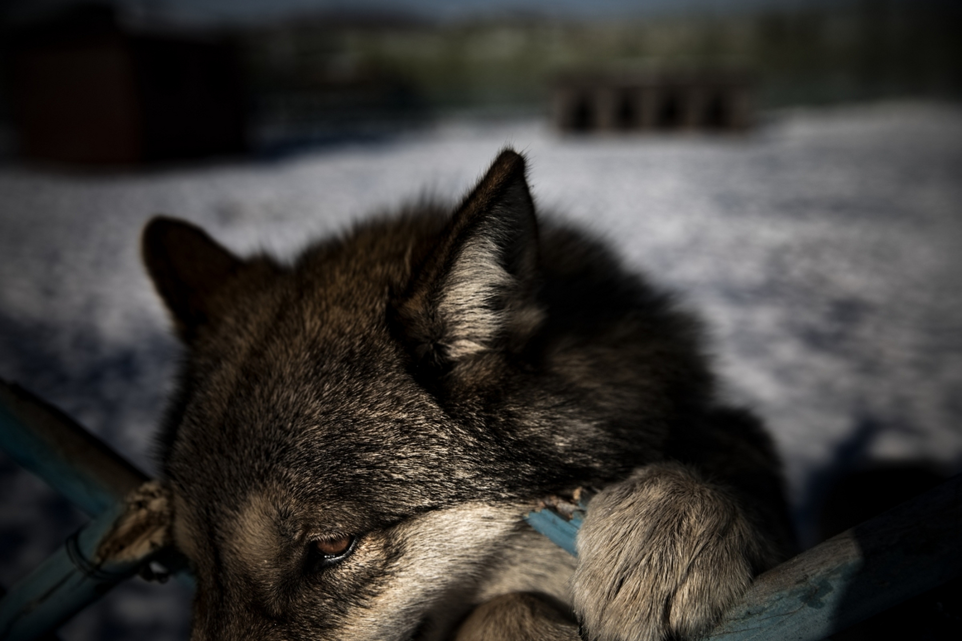 狼是最具有杀伤力的动物之一,它们有着锐利的眼神和灵敏的嗅觉,是食肉