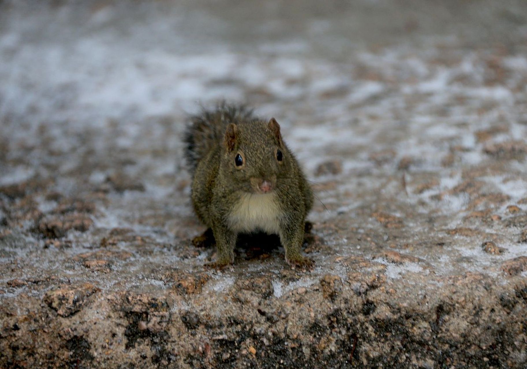 雪后初晴,可爱的小松鼠出来觅食了.#动物趣图