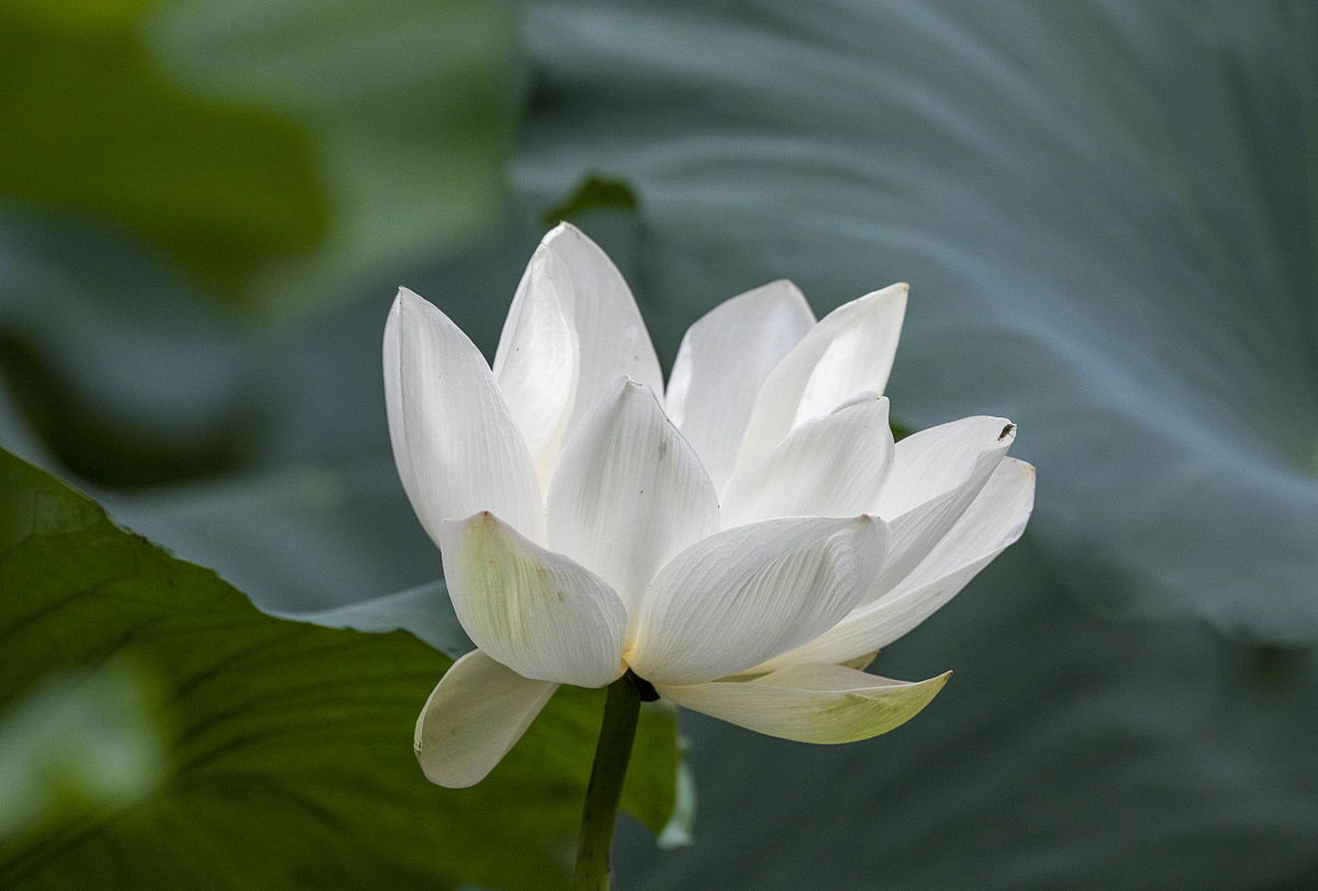 告诉你一个秘密,一切顺其自然,顺势而为,就是最好的处世之道.