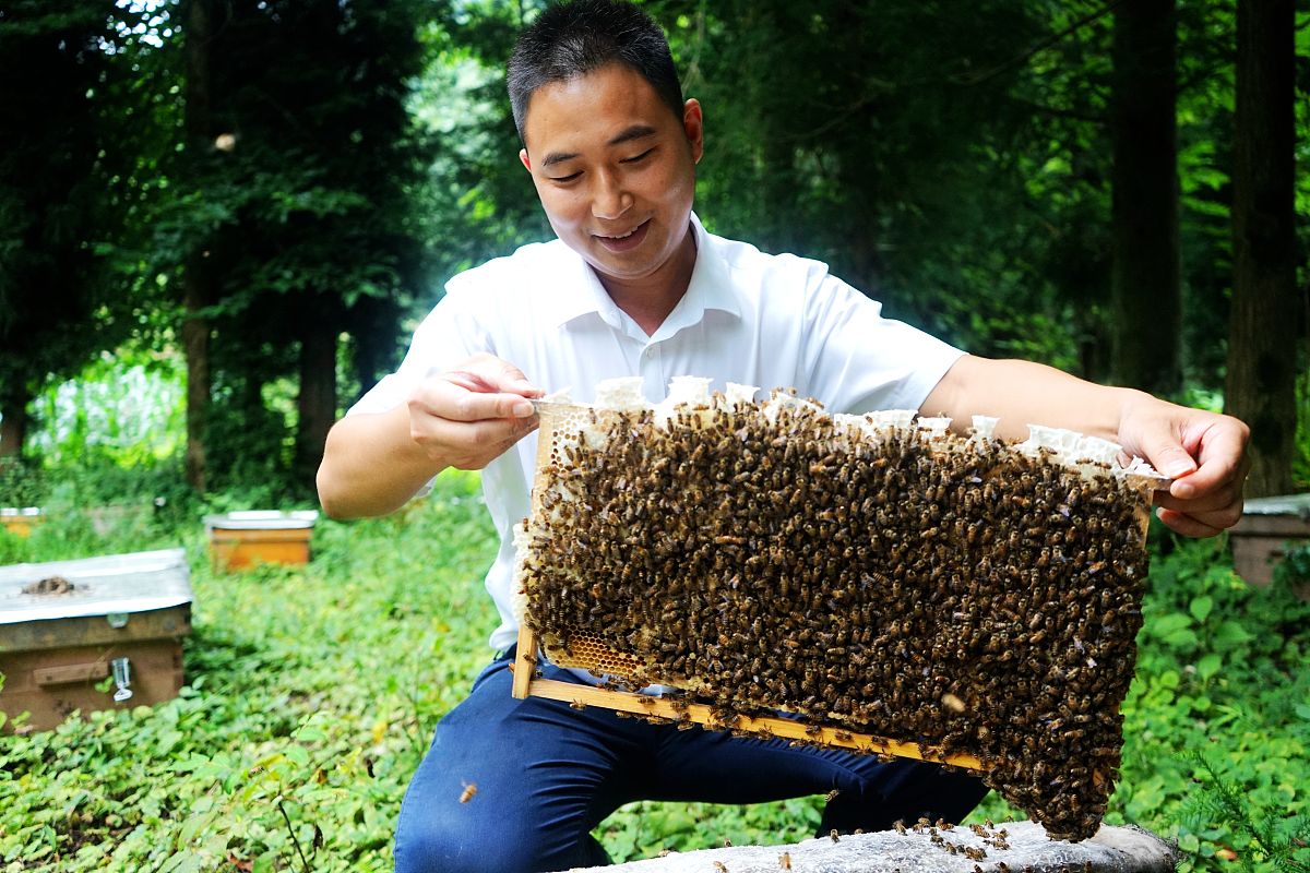 蜜蜂人工养殖知识,只要把这4个工作做好,想蜂群出问题都难