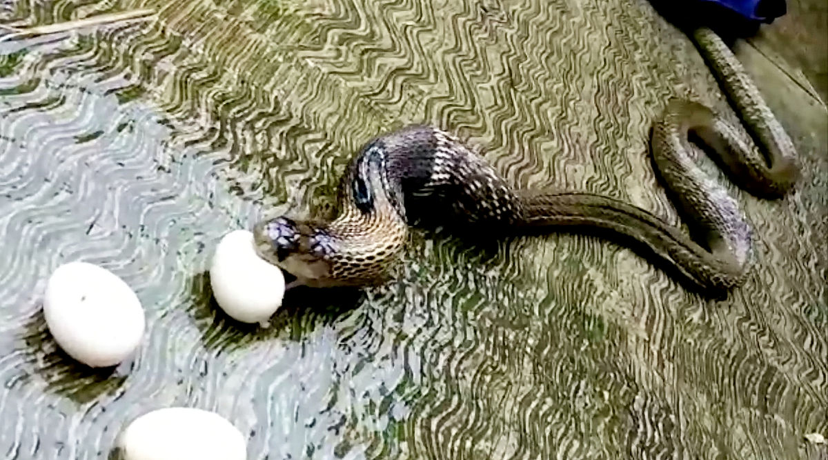 十个毒蛇之一:南部棘蛇