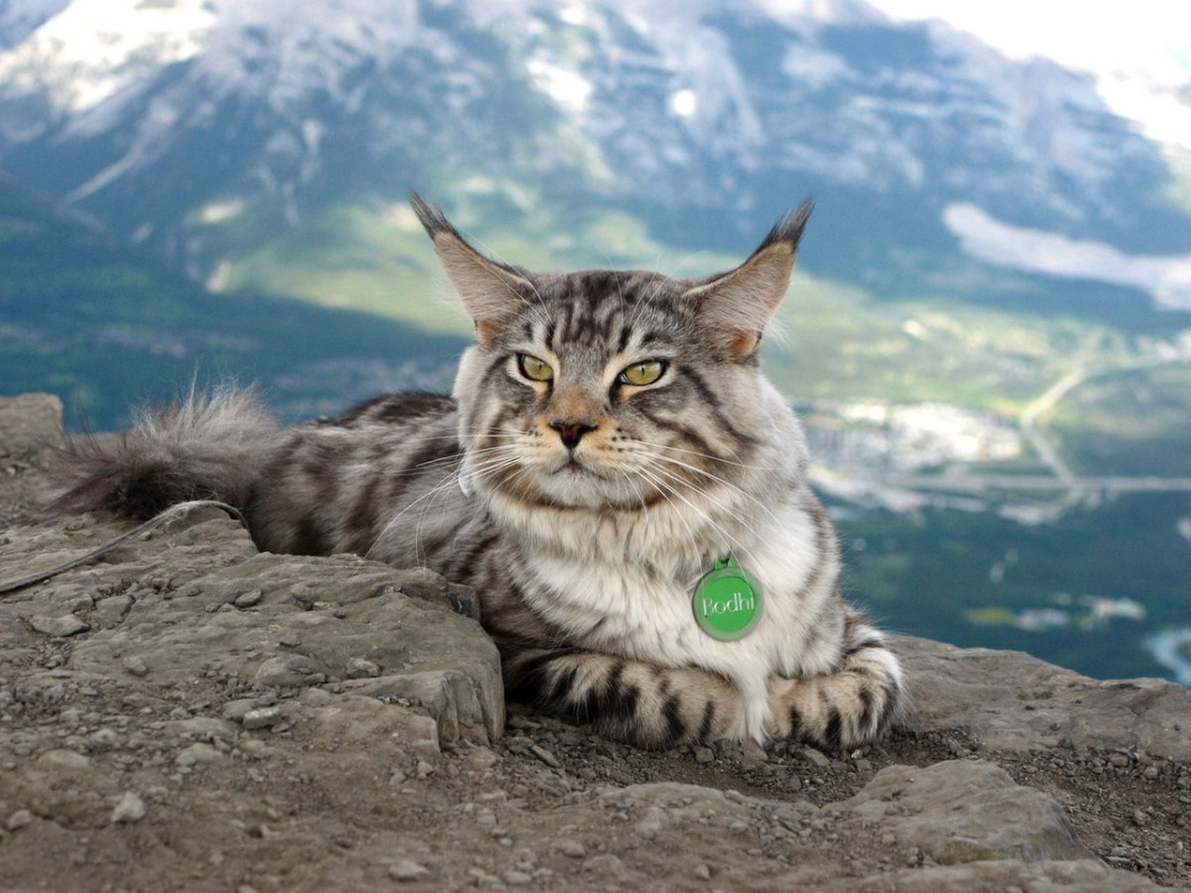 野性霸气十足的猫咪,有点像猞猁,耳朵竖起来尖尖的特别有神