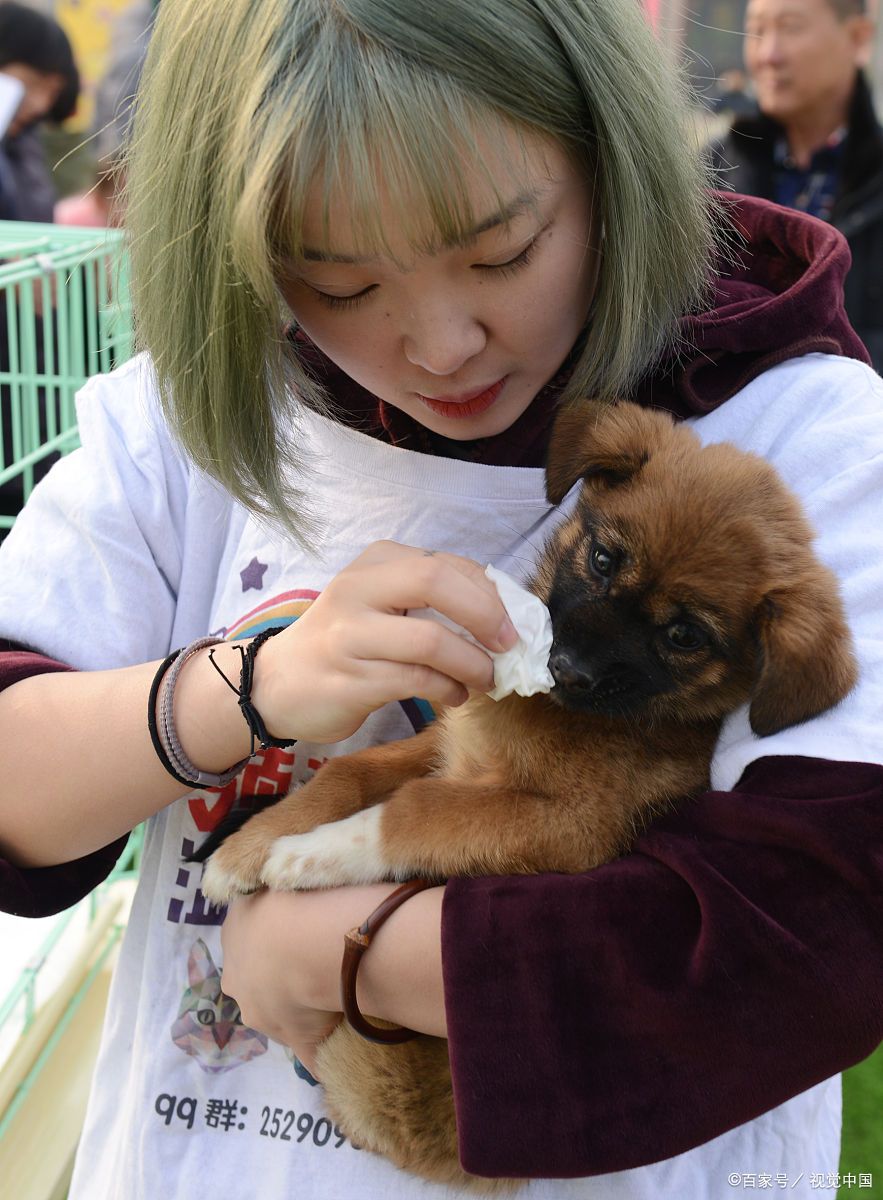 上海宠物救助站帮助流浪猫狗寻找领养之旅