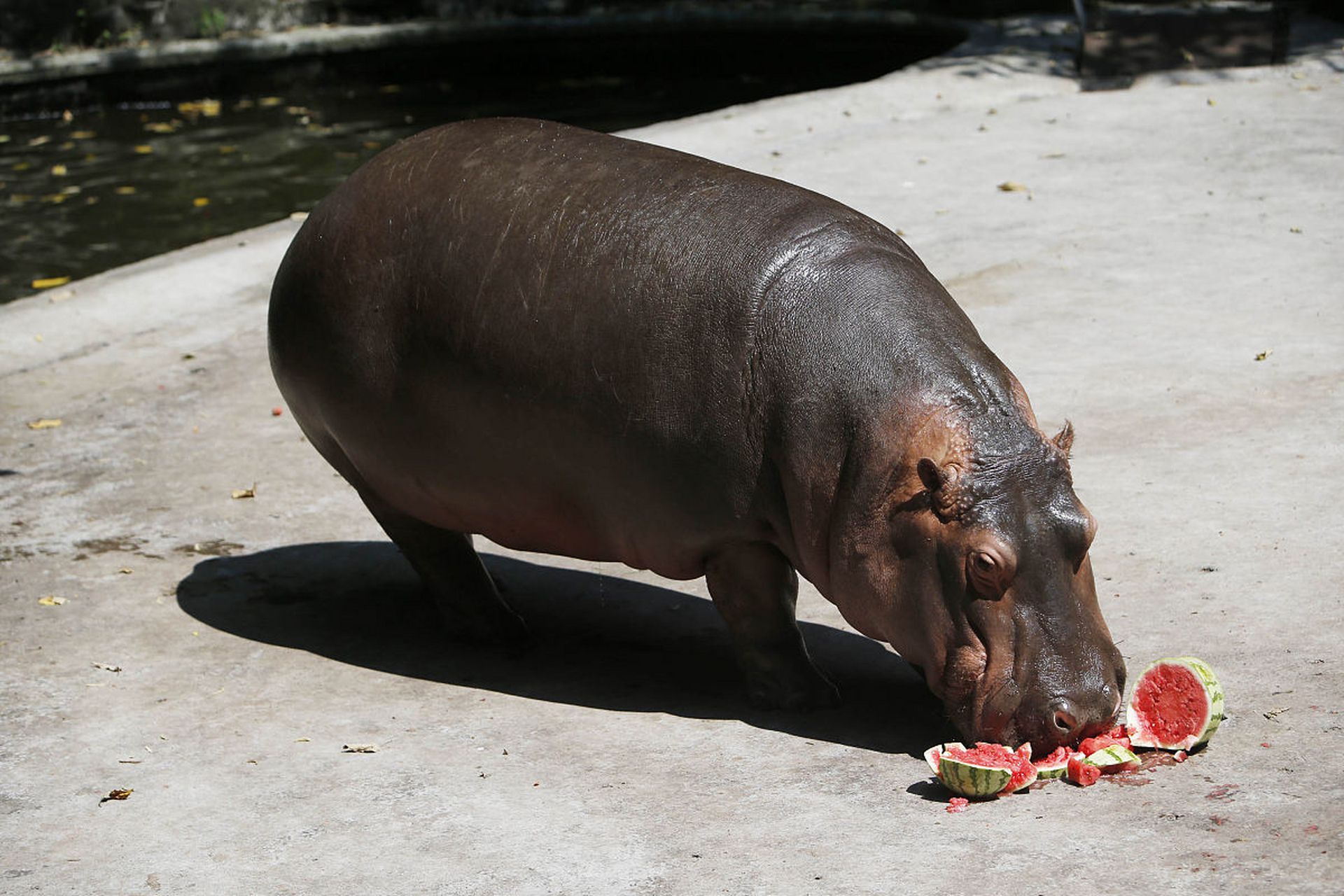 河马吃西瓜.#动物趣图