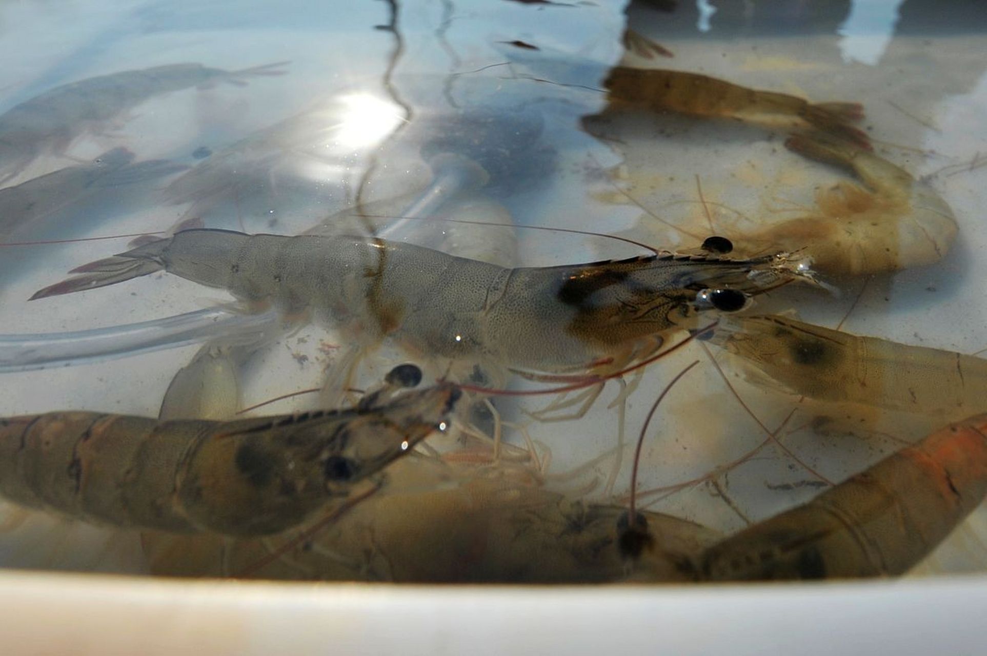 在家中养活小河虾需准备透明容器,提供适宜水质,模拟自然环境和保持