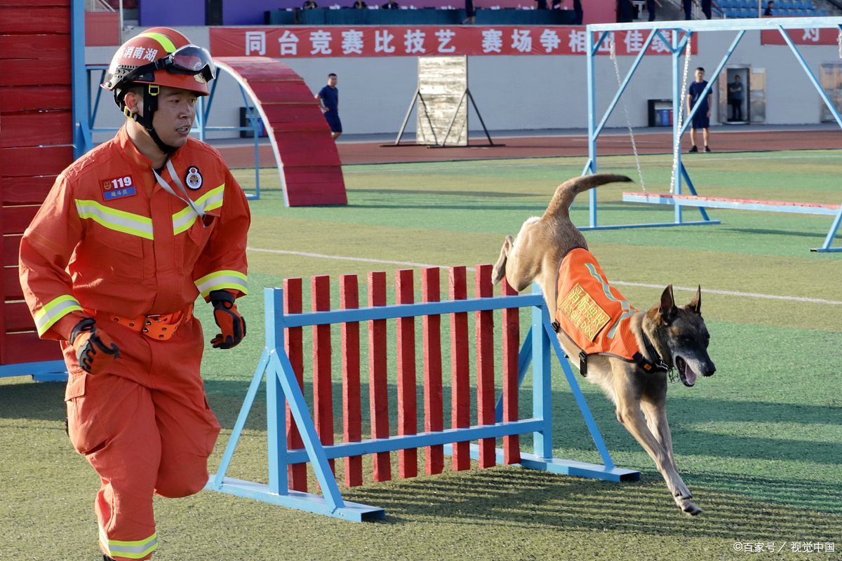 在消防站的角落,总有一群特殊的英雄默默守候,它们就是消防搜救犬