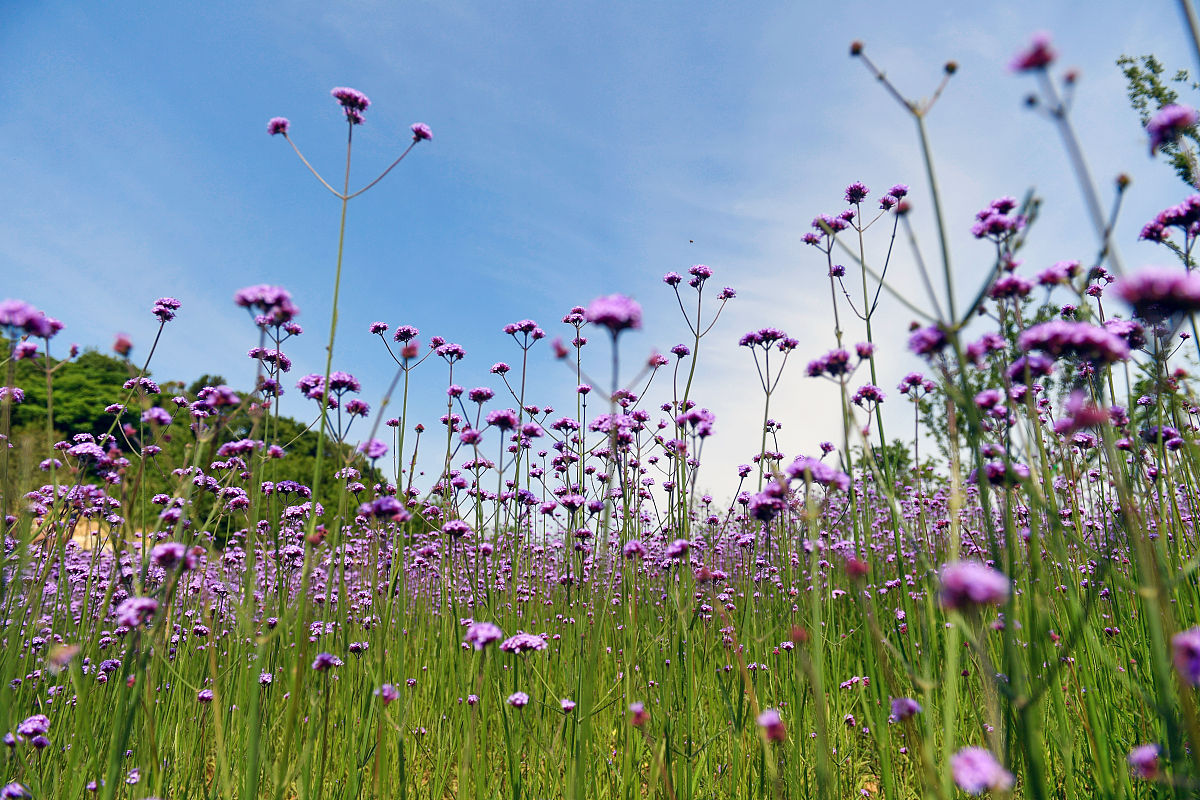 紫色梦幻,重庆的马鞭草花海已上线!