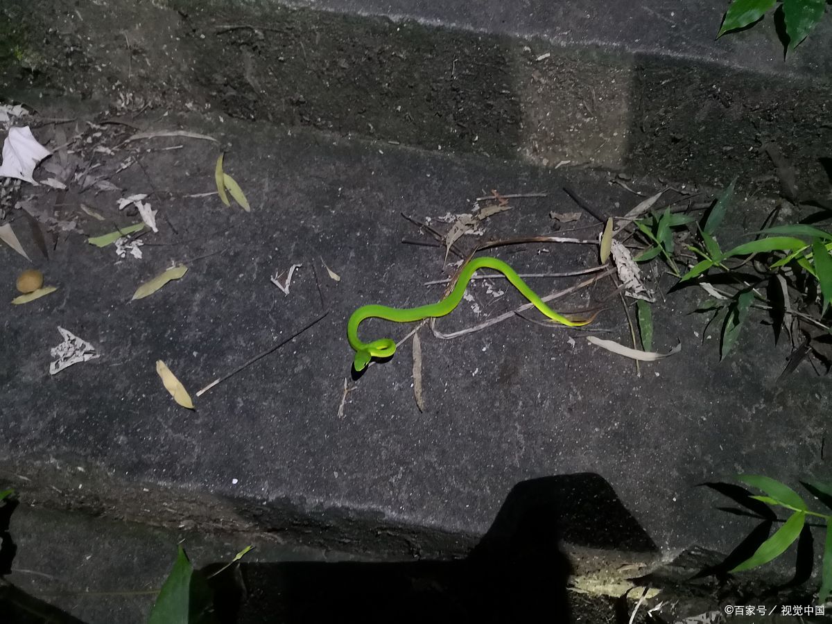 原始森林覆盖,云雾缭绕,还能偶遇珍稀的"莽山烙铁头蛇"!