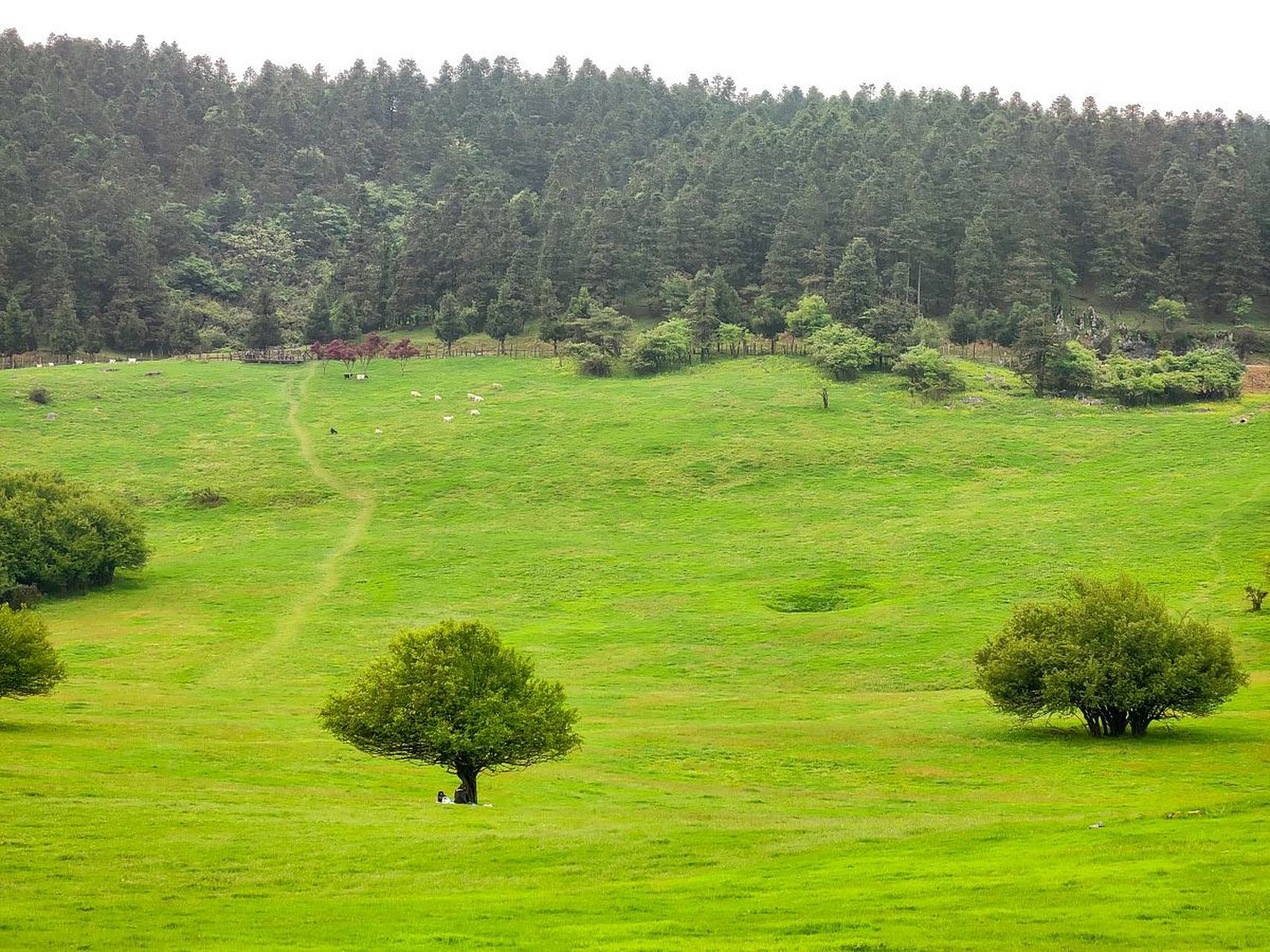 #山城不打烊# 重庆仙女山国家森林公园,地处重庆市渝北区,山势陡峭,云