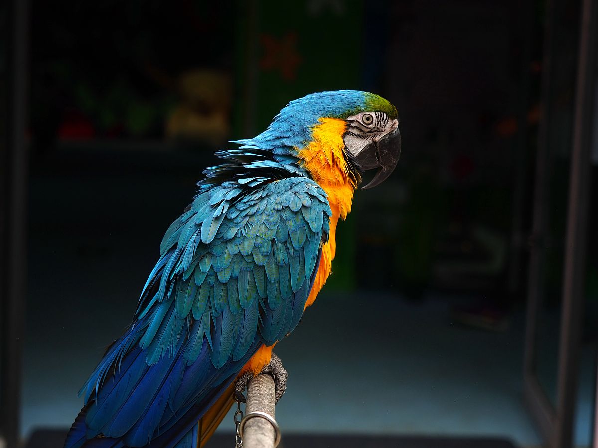 认识美丽的蓝头鹦哥