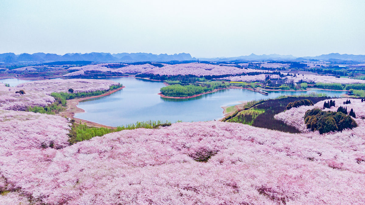 贵州平坝樱花门票图片