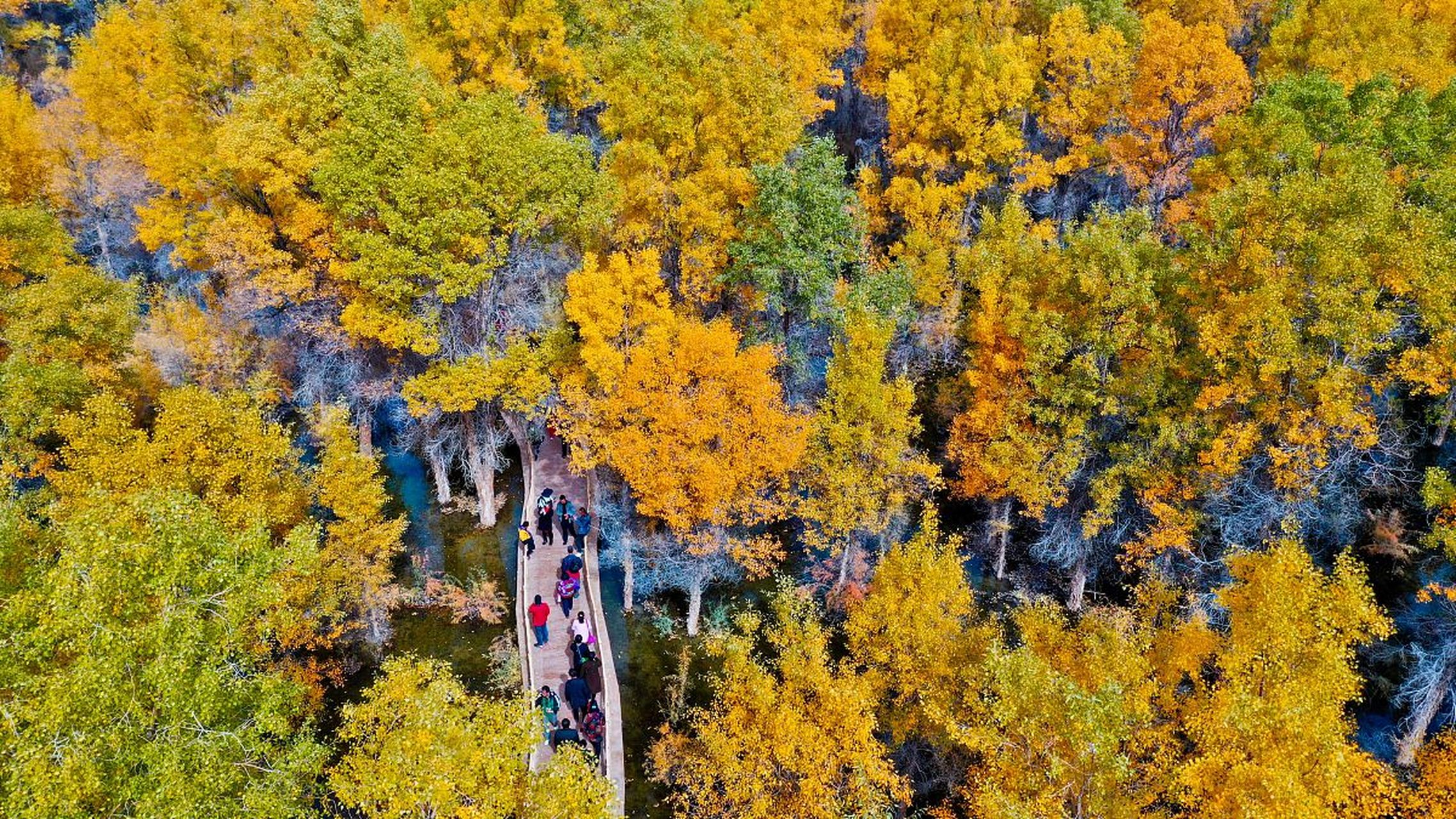 金塔沙漠胡杨林景区,位于甘肃省酒泉市金塔县,由胡杨林-金波湖核心