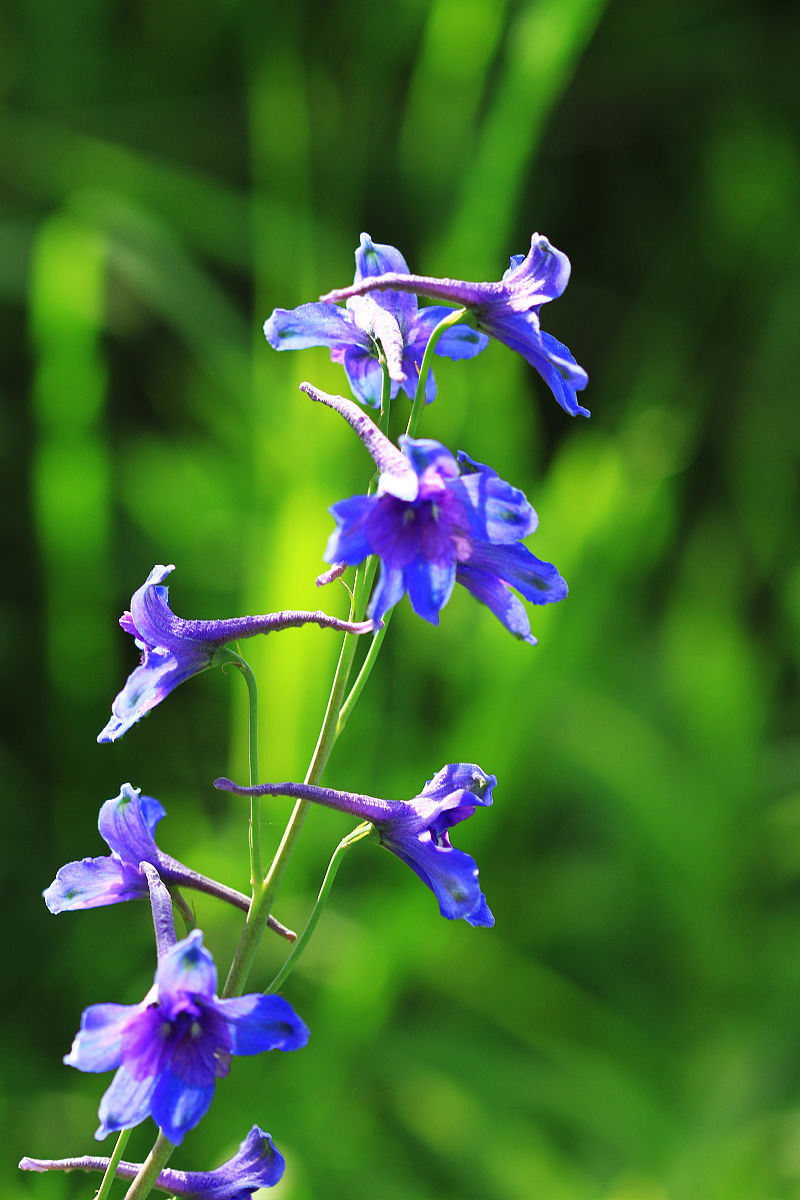 飞燕草精致而美丽,给人以轻盈,灵动的美感!