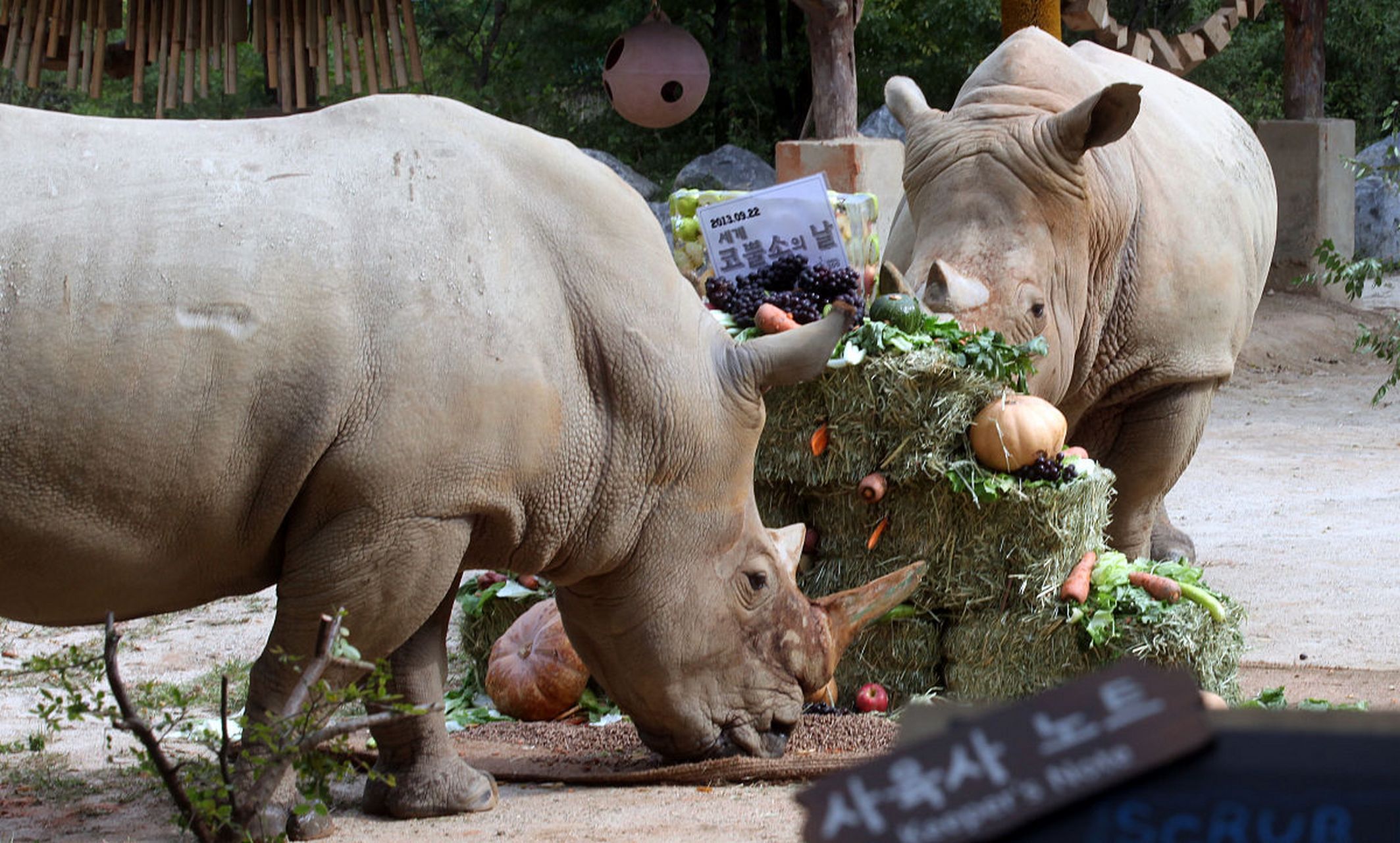 巴黎动物园迎首只白犀牛,白犀牛来到巴黎动物园,它们的生活状况会