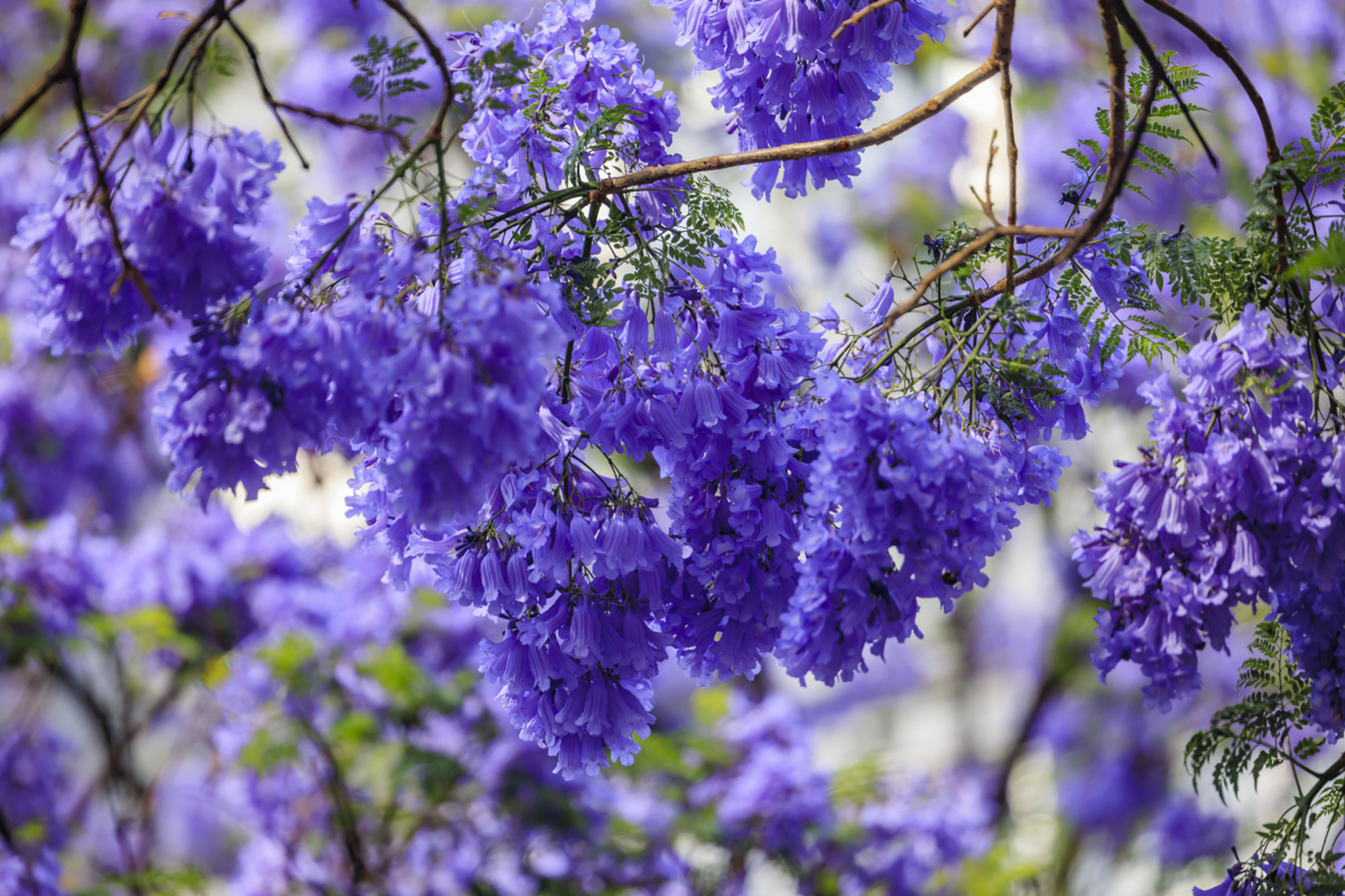动态连更挑战# 蓝楹花,又称巴西紫葳,蓝花楹,是一种具有极高观赏价值
