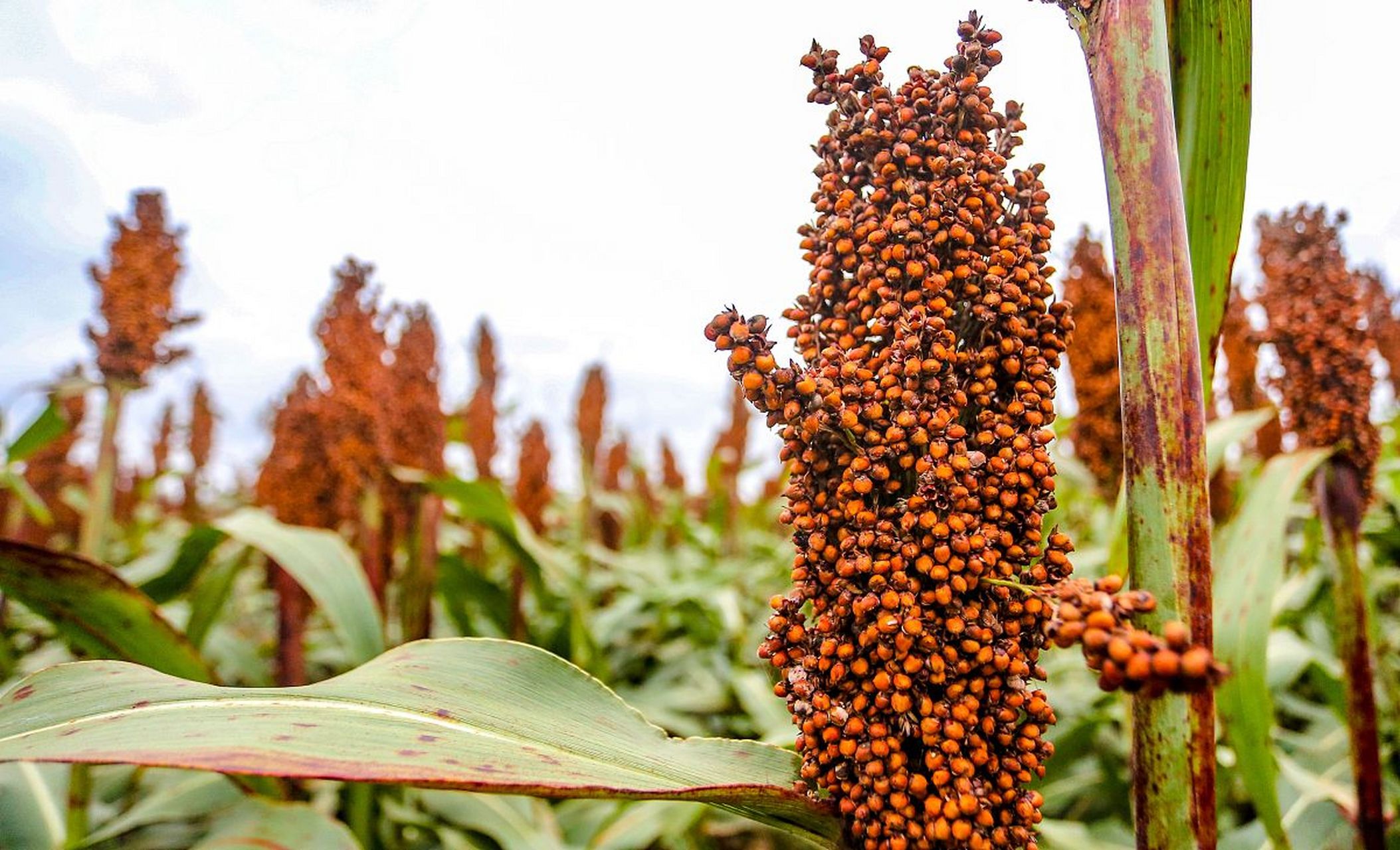 高粱是一种重要的农作物,通过掌握种植技术和管理方法可以提高产量和