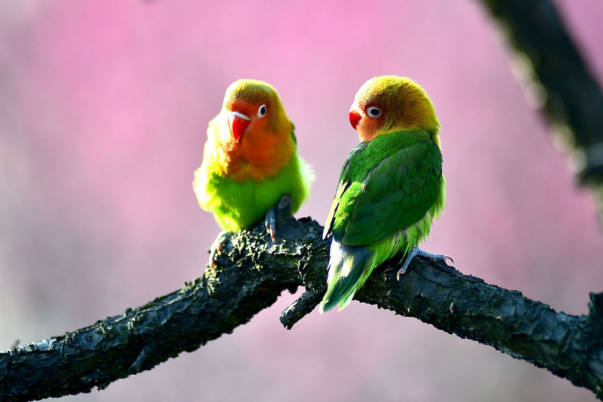 这是牡丹鹦鹉,又名爱情鸟,它们会与伴侣形影不离,相依相偎,厮守终生.