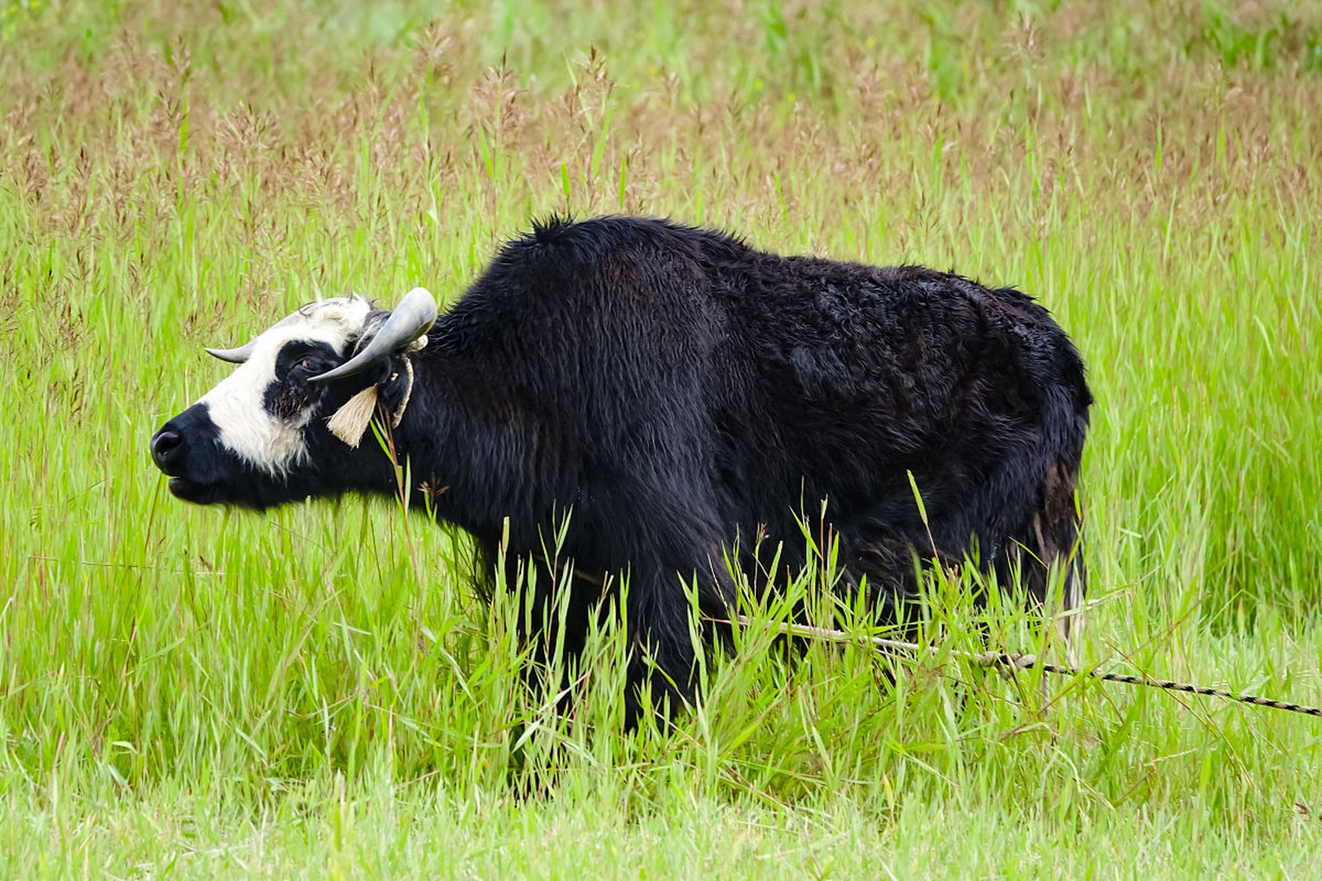 自然趣图# #国庆长假征文令