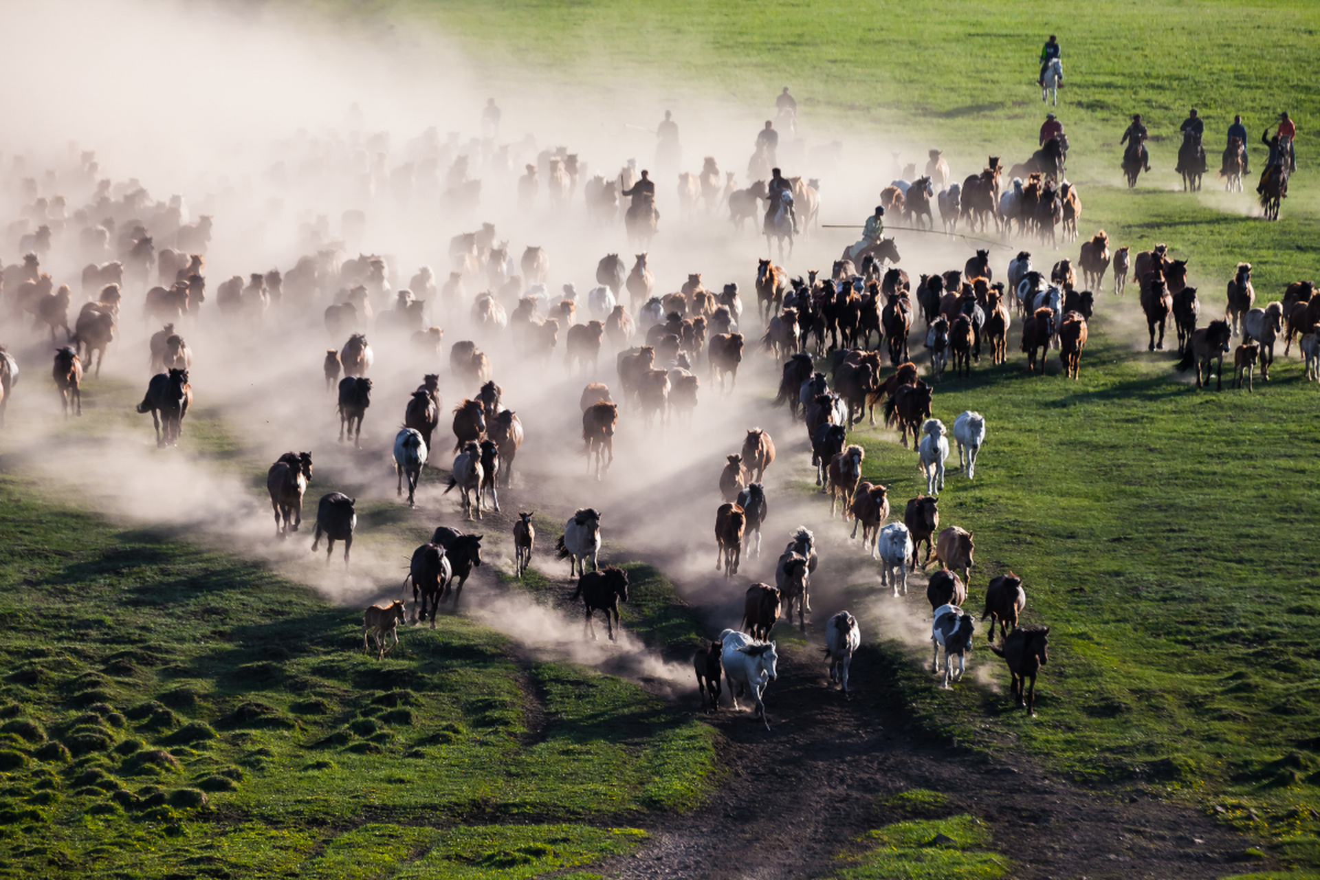 草原上,一群狂野的骏马奔腾而过,掀起一阵阵尘土,绘制出一幅充满力量