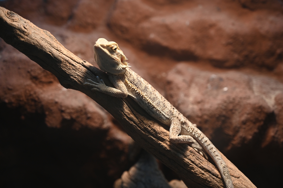 如何判断鬃狮蜥的健康状况?