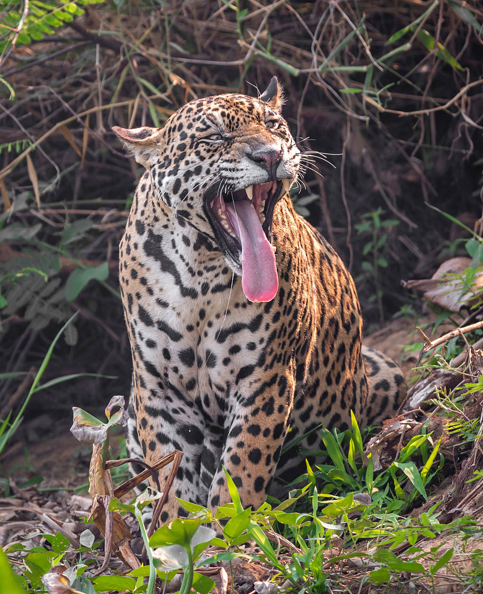 美洲虎与小亚种老虎的对决,真相揭秘