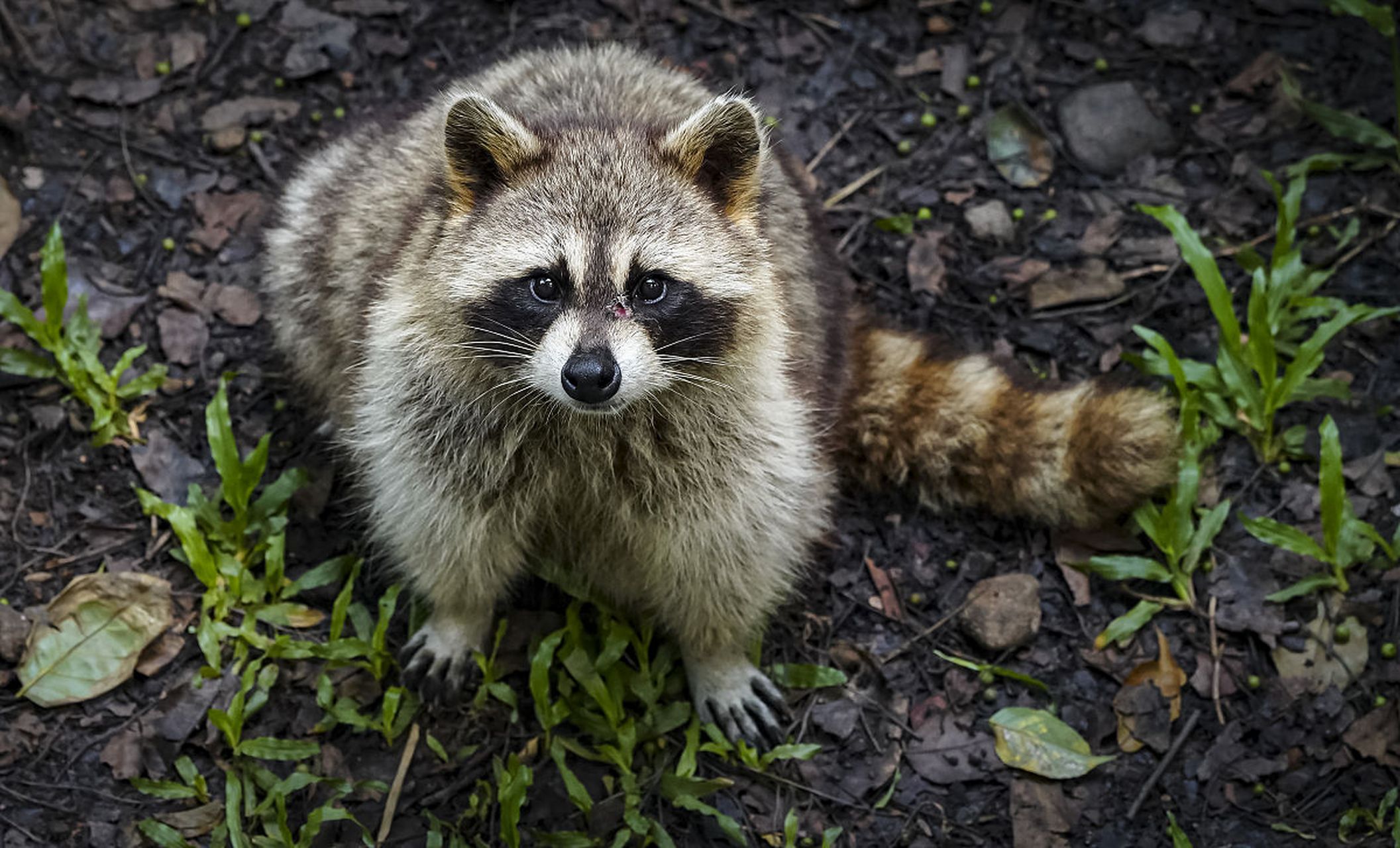 浣熊是一种小型哺乳动物,它们的头和身体相对较小,但是尾巴和耳朵非常