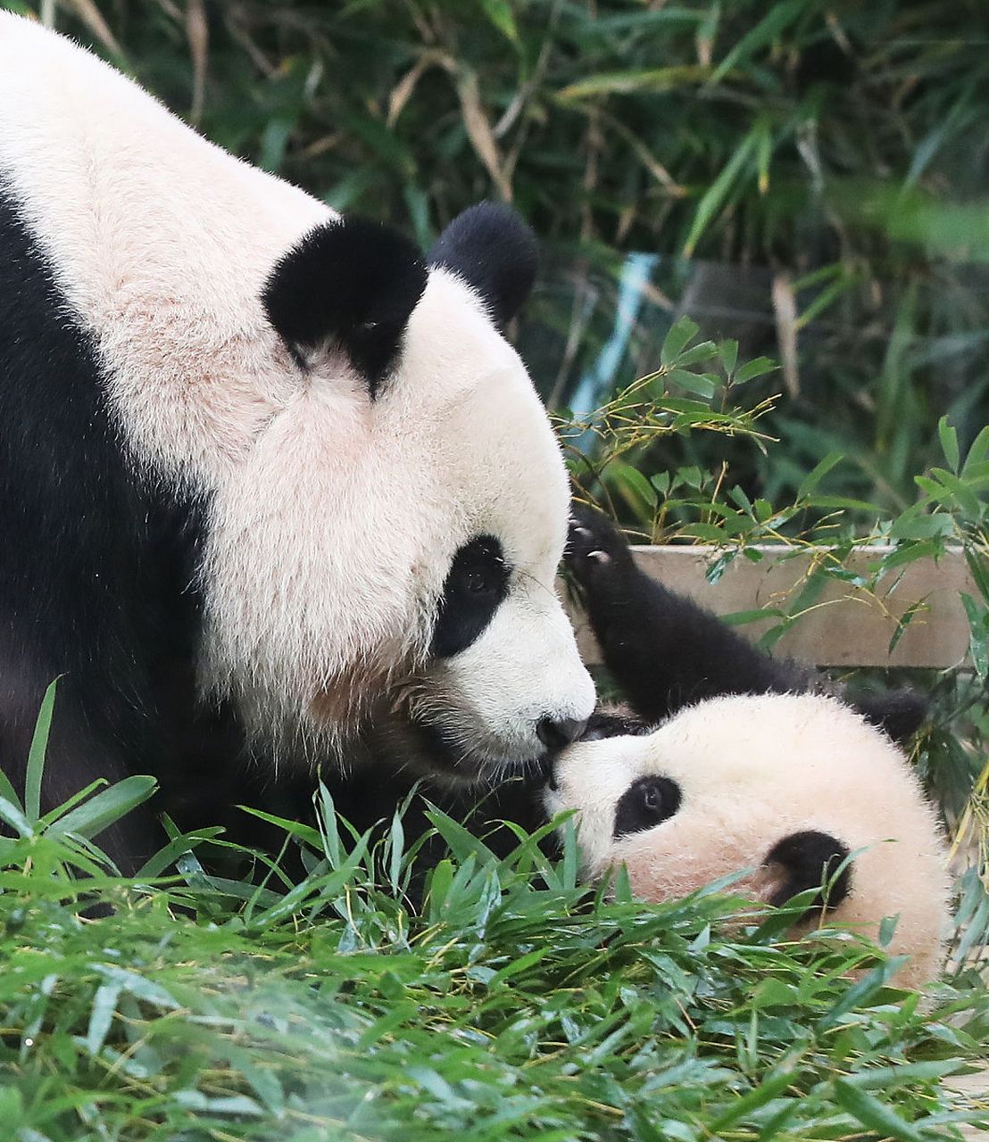 旅韩大熊猫爱宝生下双胞胎宝宝# 7月7日,中国大熊猫保护研究中心戮佑