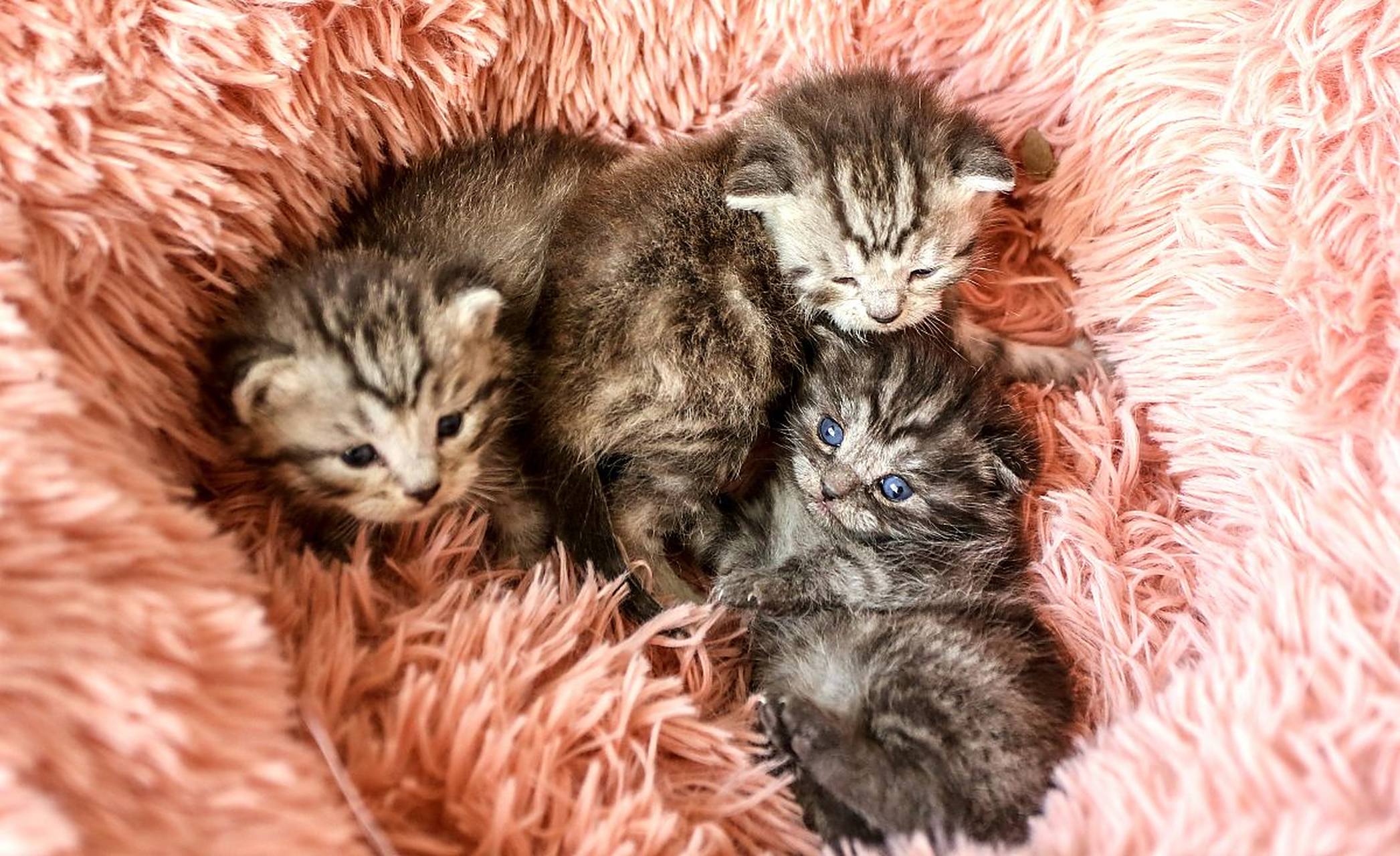 这是一窝出生没几天的小猫咪,眼睛睁开不久,看起来非常可爱,让人忍不