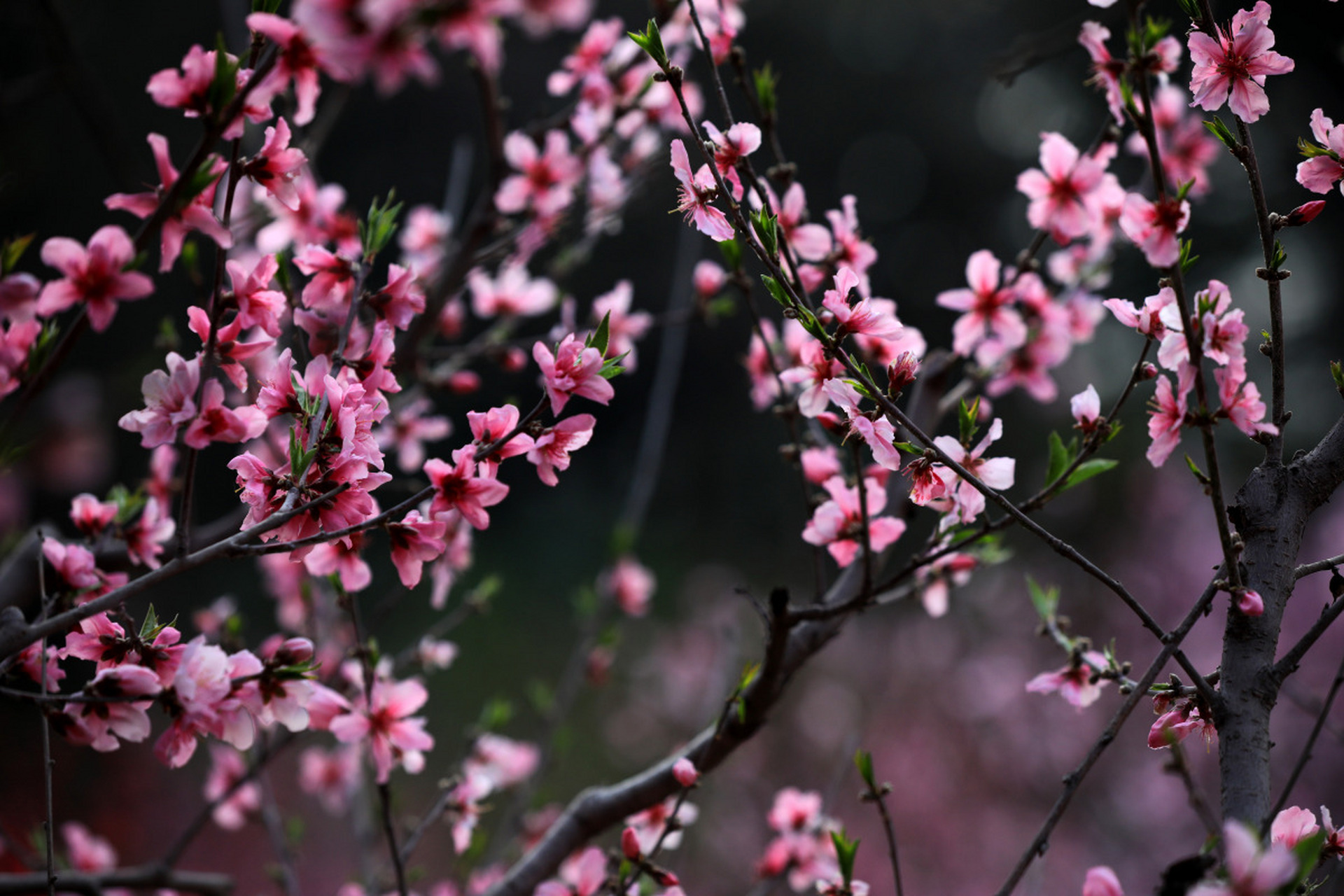 春光烂漫桃花红图片