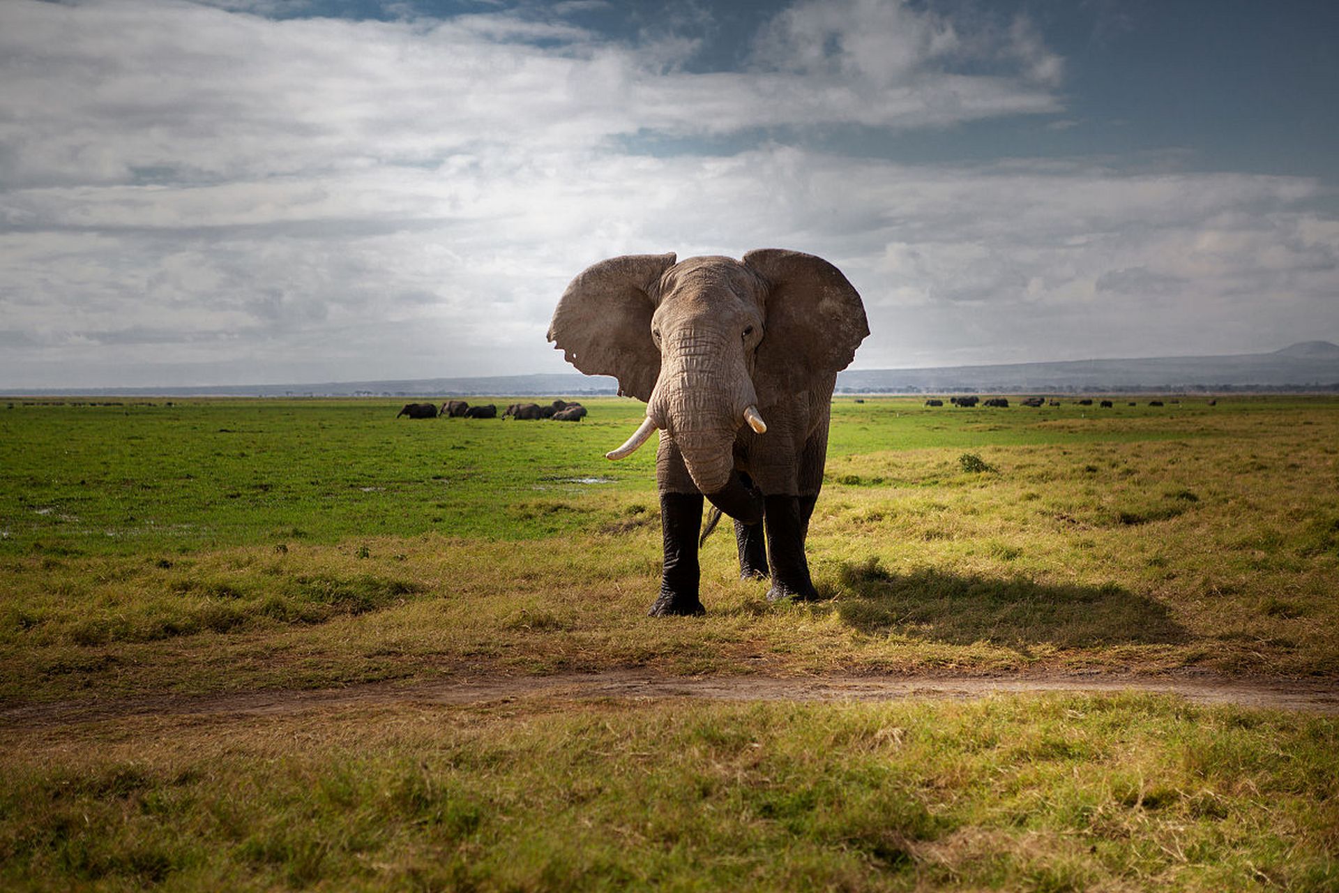 虽然大象力大无穷,但它却是陆地上唯一一种不会跳起来的动物,成年大象