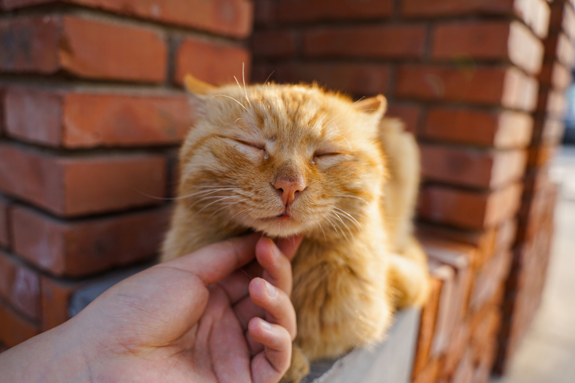 阳光下,橘猫慵懒地躺着,享受着暖阳,它的眼神充满了满足与安逸.
