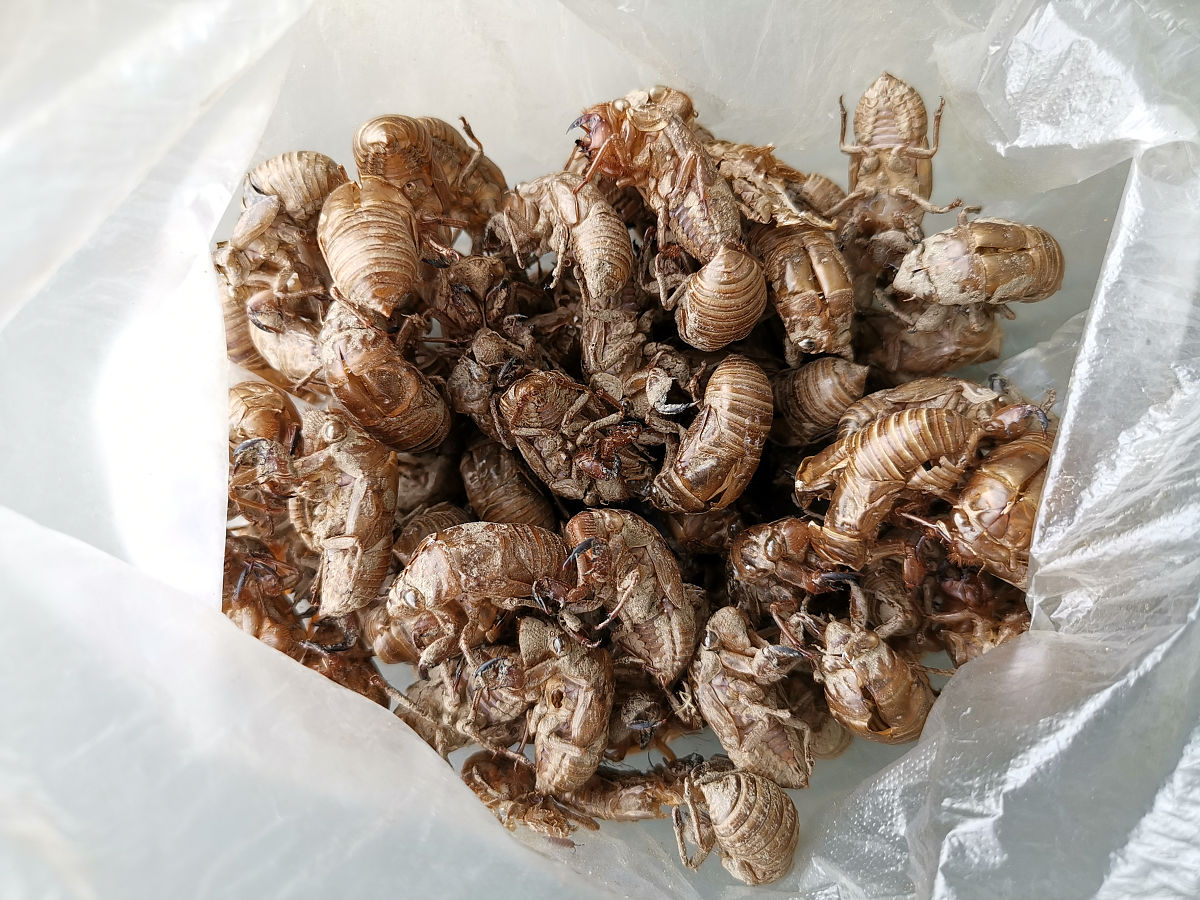 蝉蜕价格暴涨,中药材采集成致富新选择