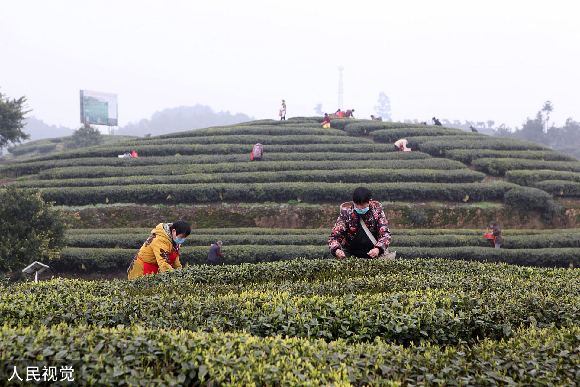 成佳茶乡,位于成都市蒲江县的成佳镇,是一个集茶叶种植,加工,羡售
