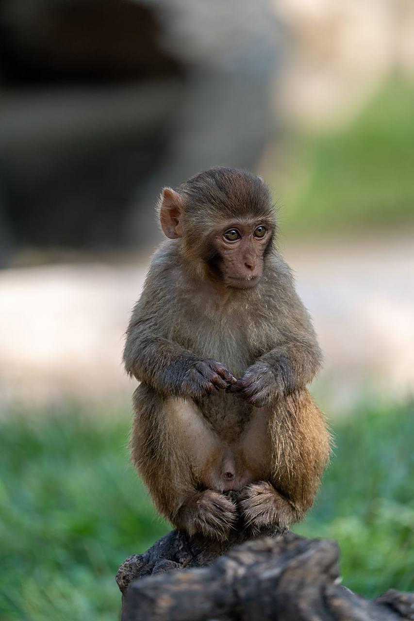 猕猴是一种常见的灵长类动物,生活在中国南方地区.