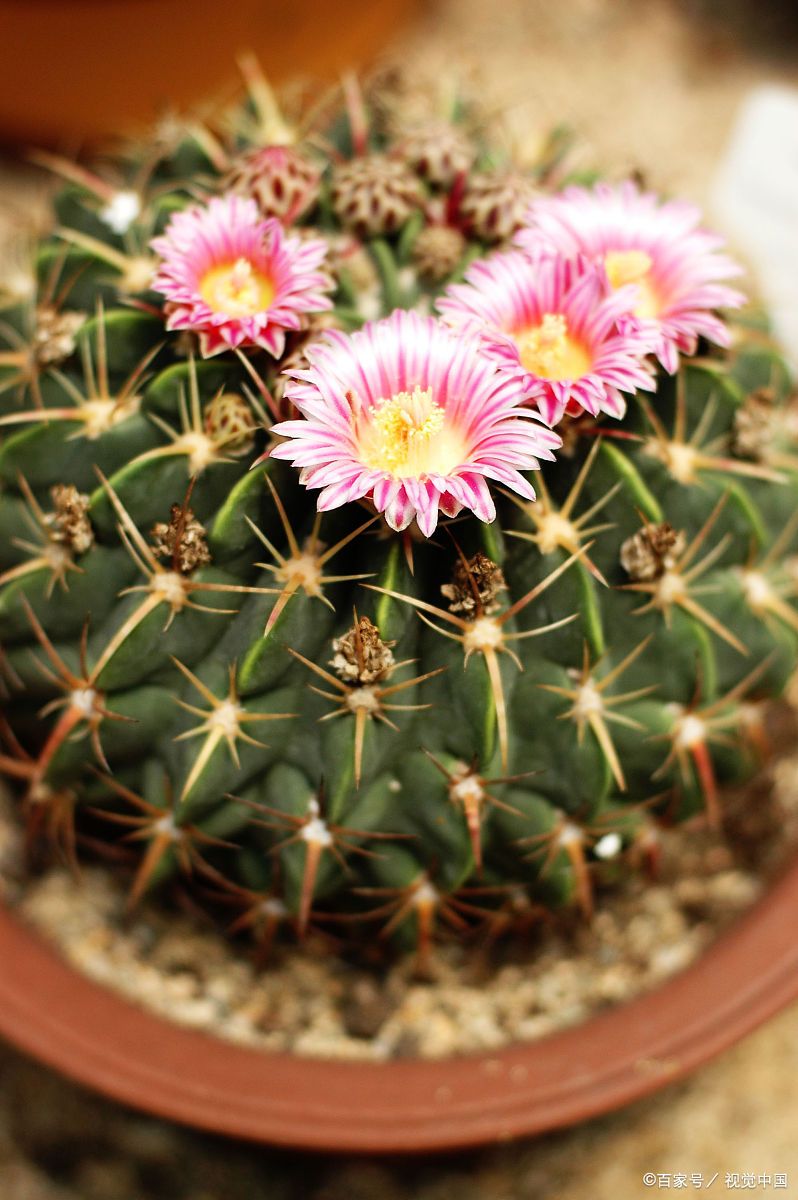 金琥仙人球:沙漠的勇士,多肉植物界的璀璨明珠