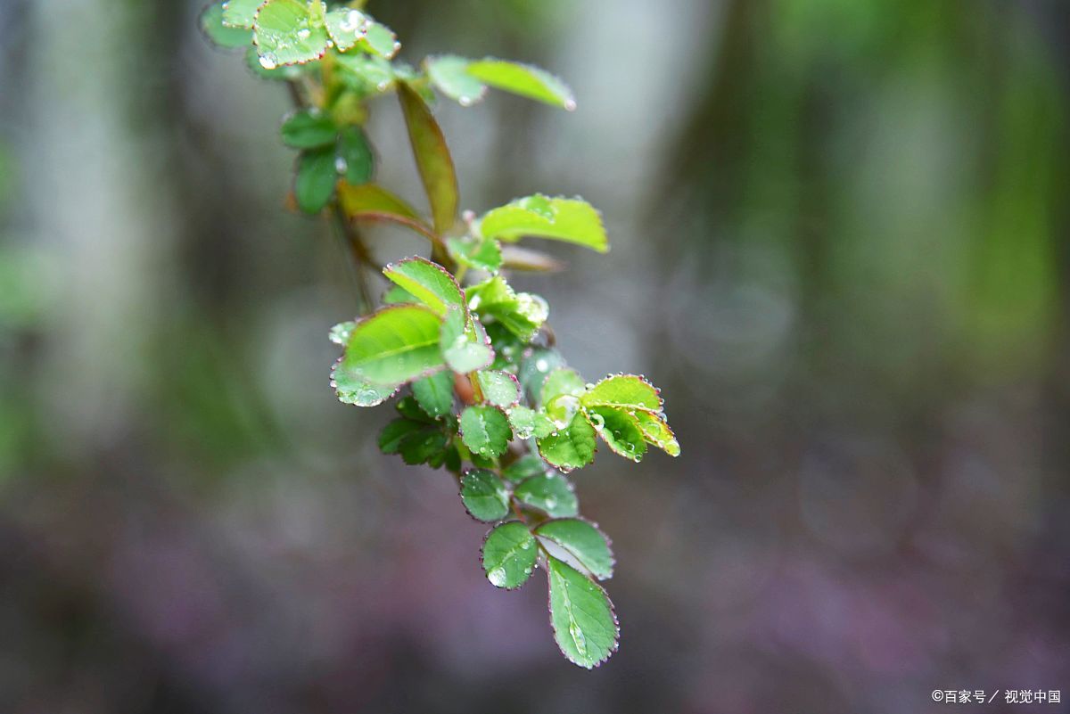 spring rain moist春雨
