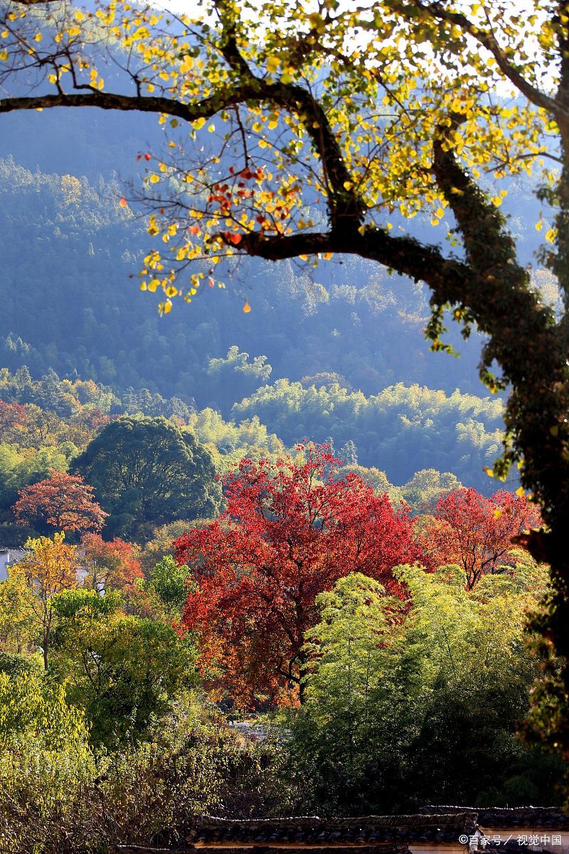 塔川秋色的红叶似火,层林尽染如调色盘,摄影爱好者天堂!