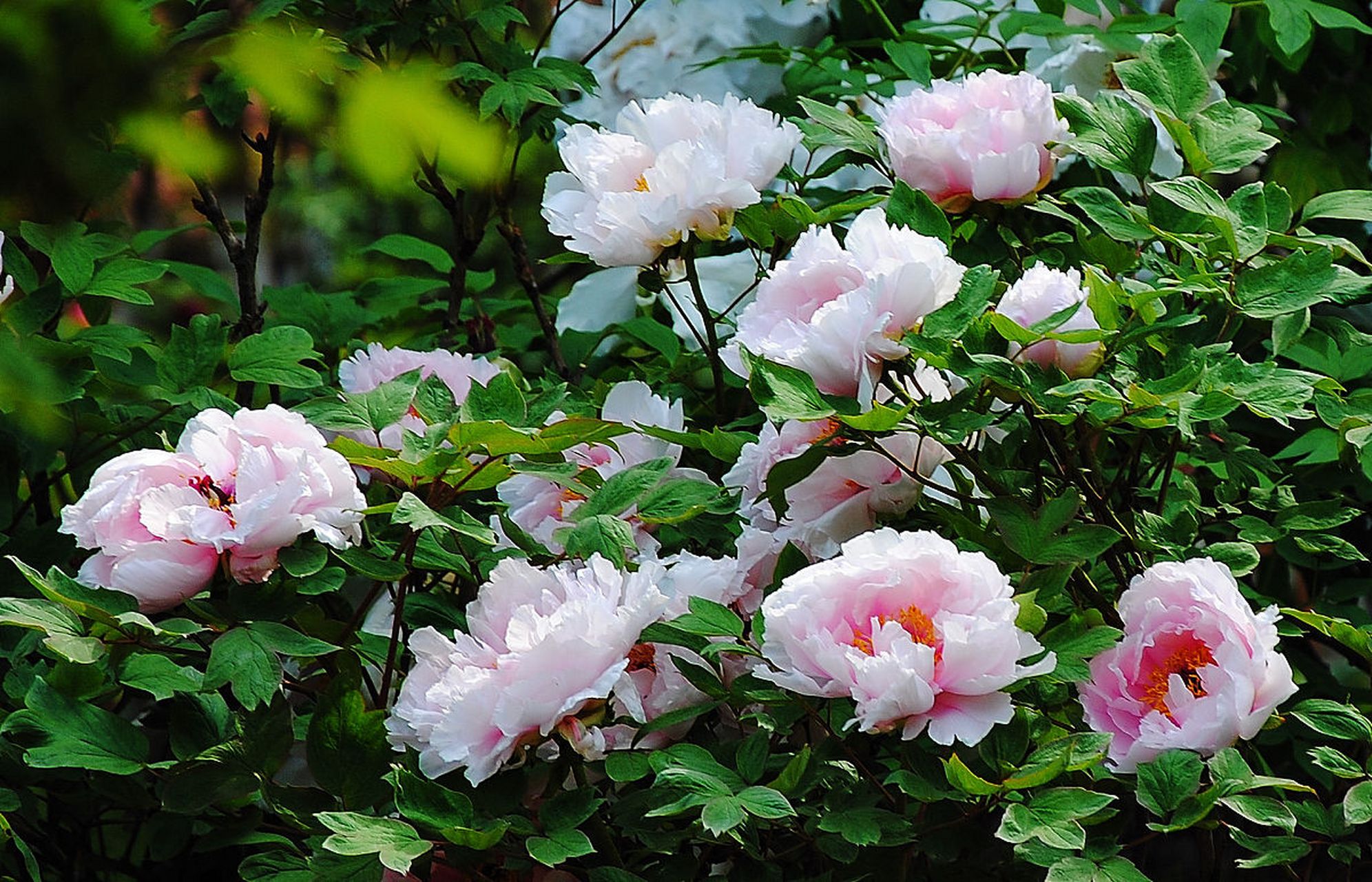 牡丹花代表着典雅高贵,雍容华贵,富贵吉祥,  我们也经常在表达美好