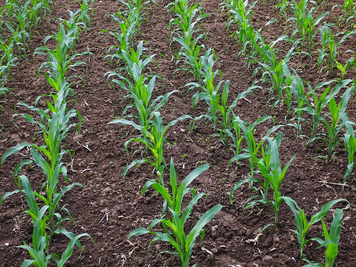 夏玉米3～5叶期出现大小苗应当如何管理